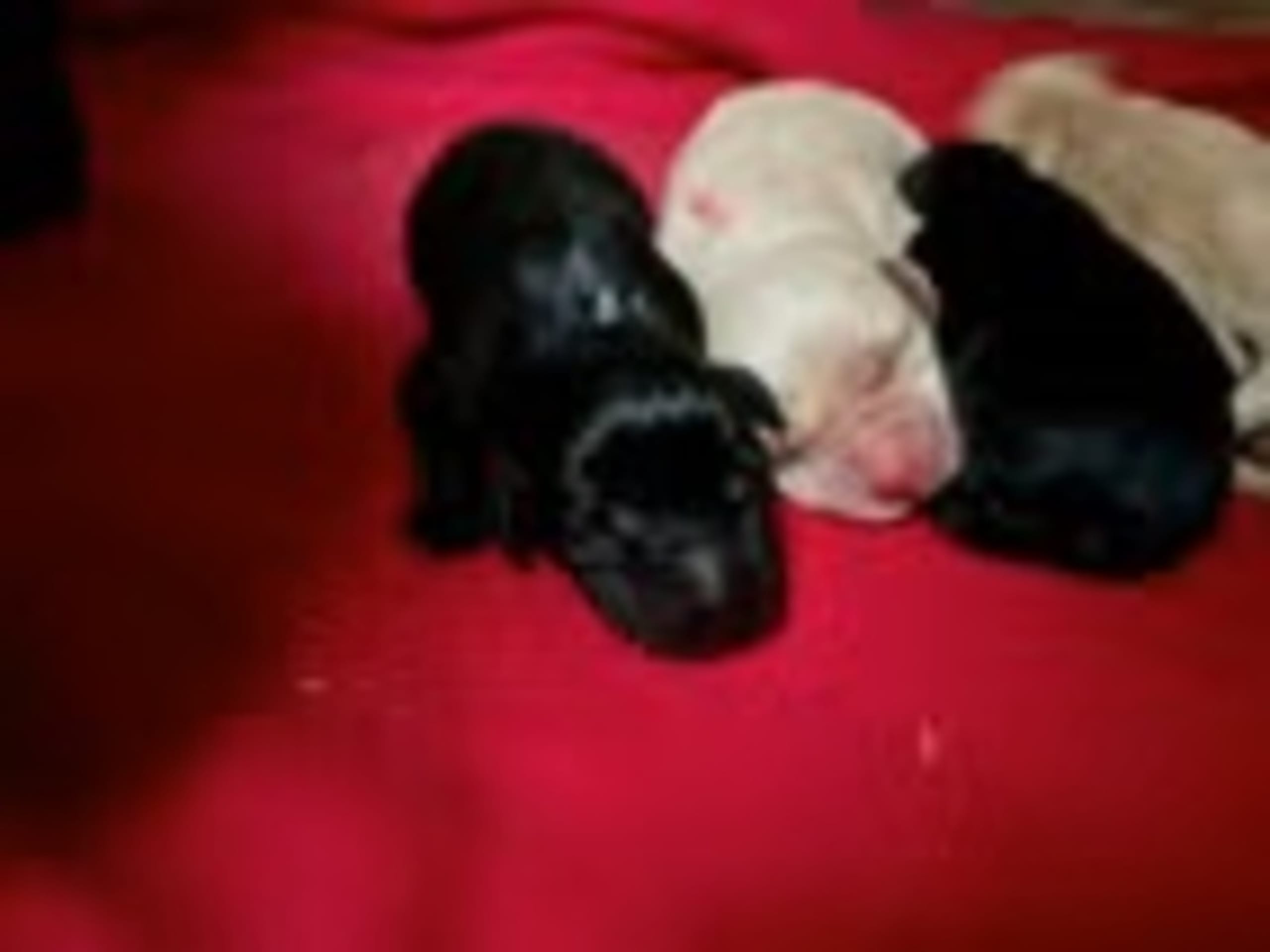 Labrador retriever · Hornslet · Tomas Jansen, Sarah Raluy Brøchner