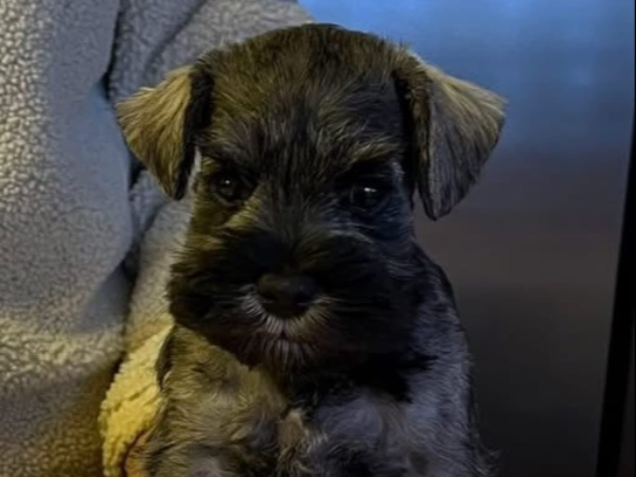 Dvergschnauzer