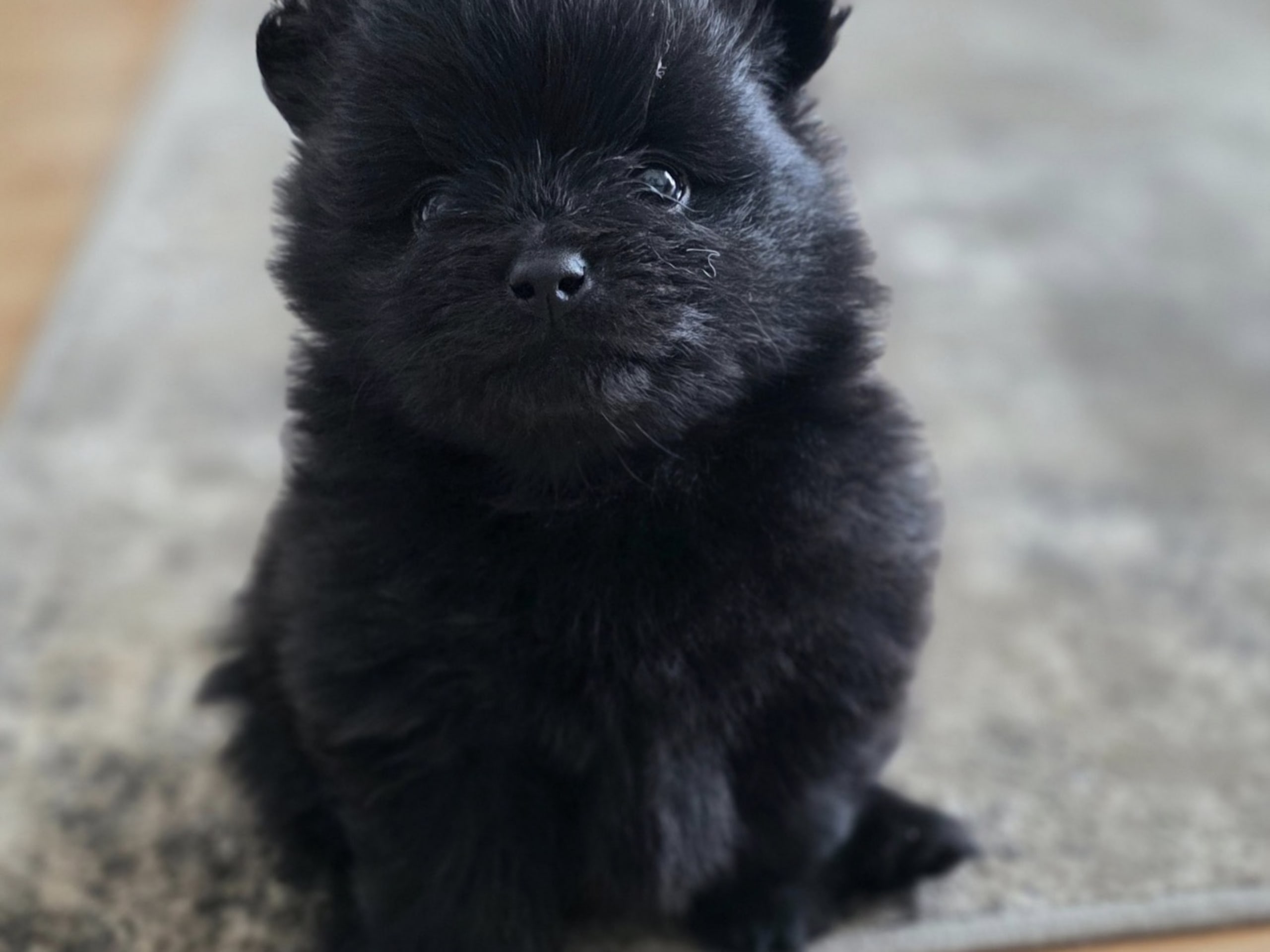 Pomeranian · Sollentuna · Oreo