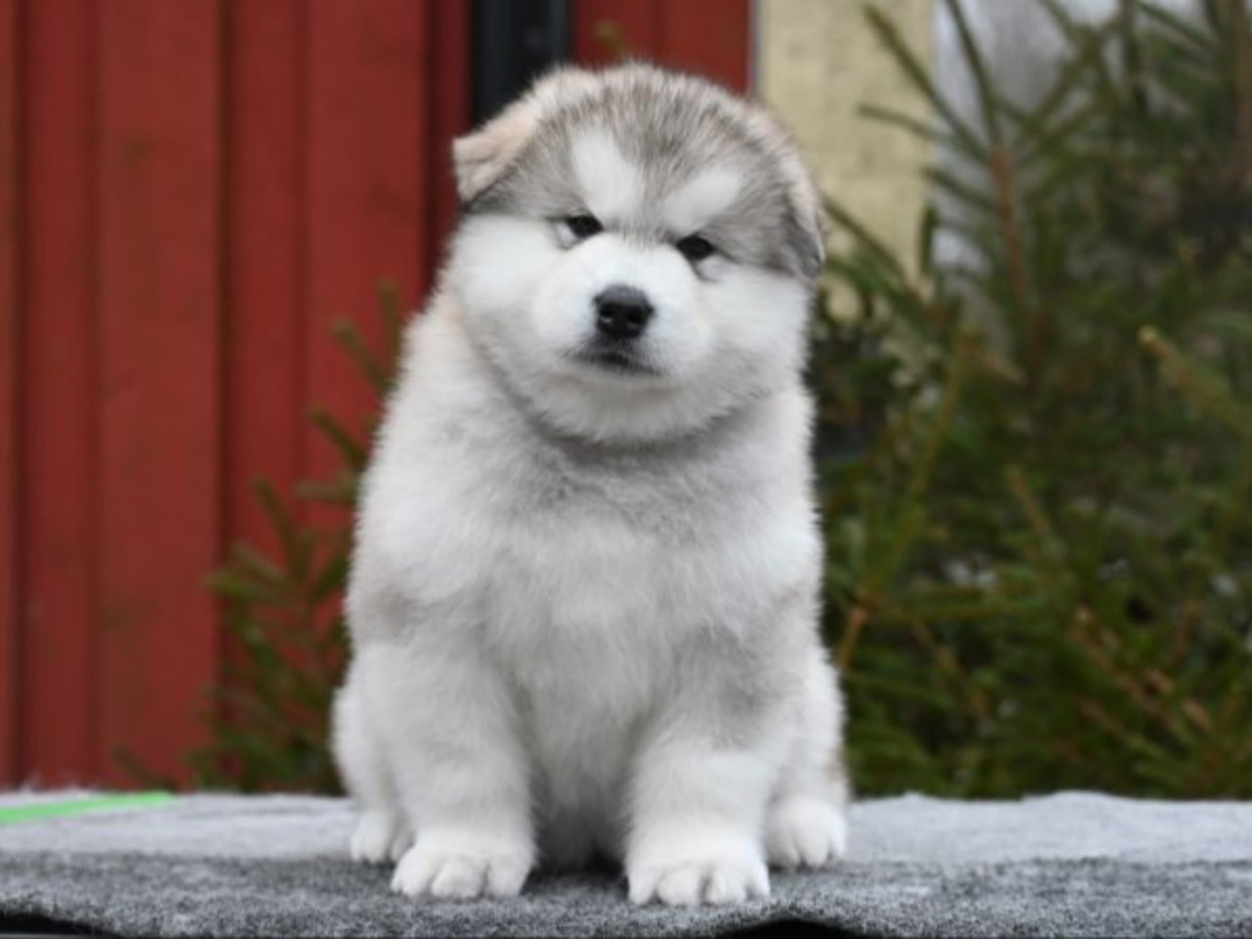 Alaskan Malamute · örkelljunga · Spotty Dot's