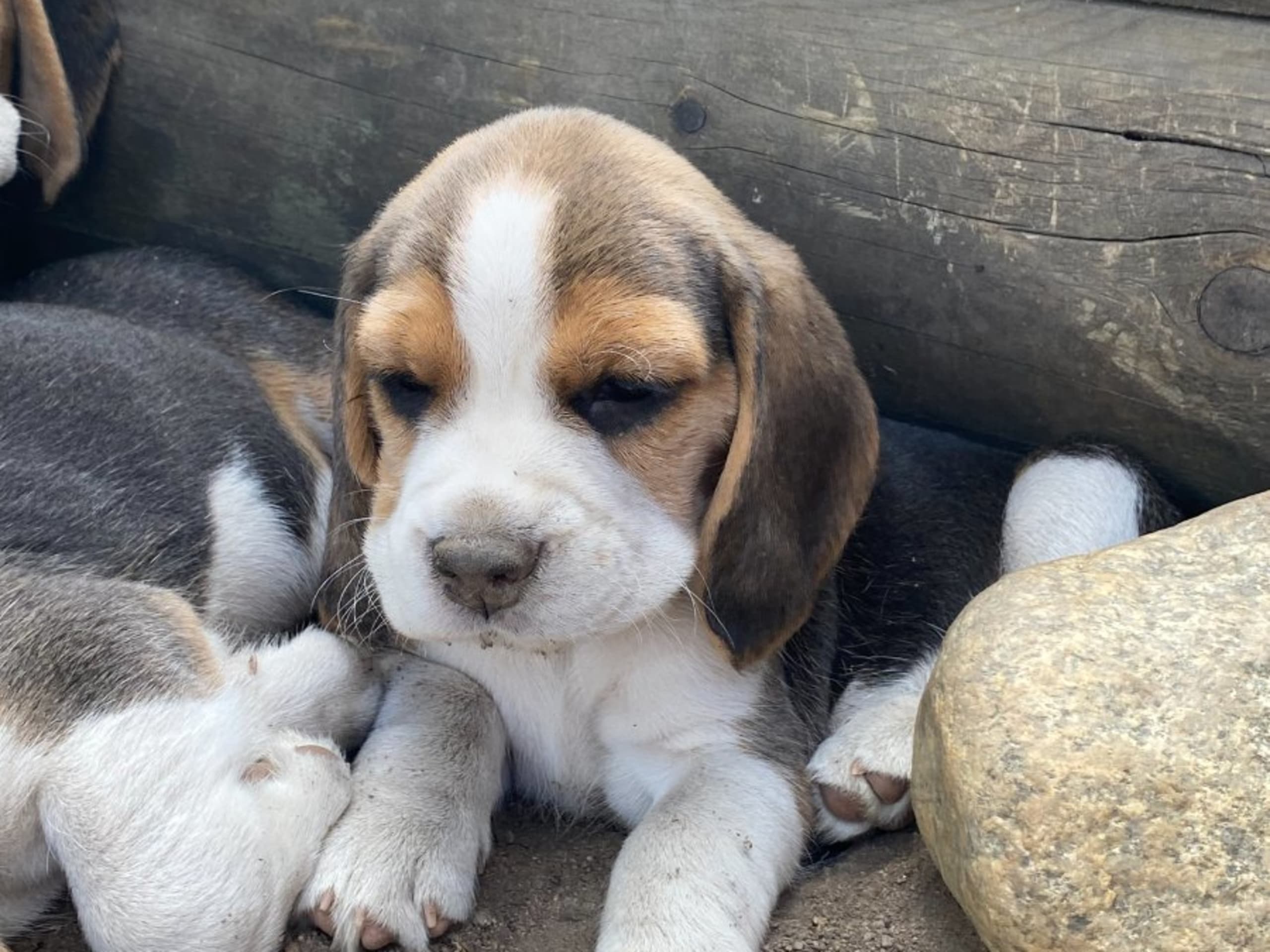 Beagle · Hallstahammar · Lena Linder