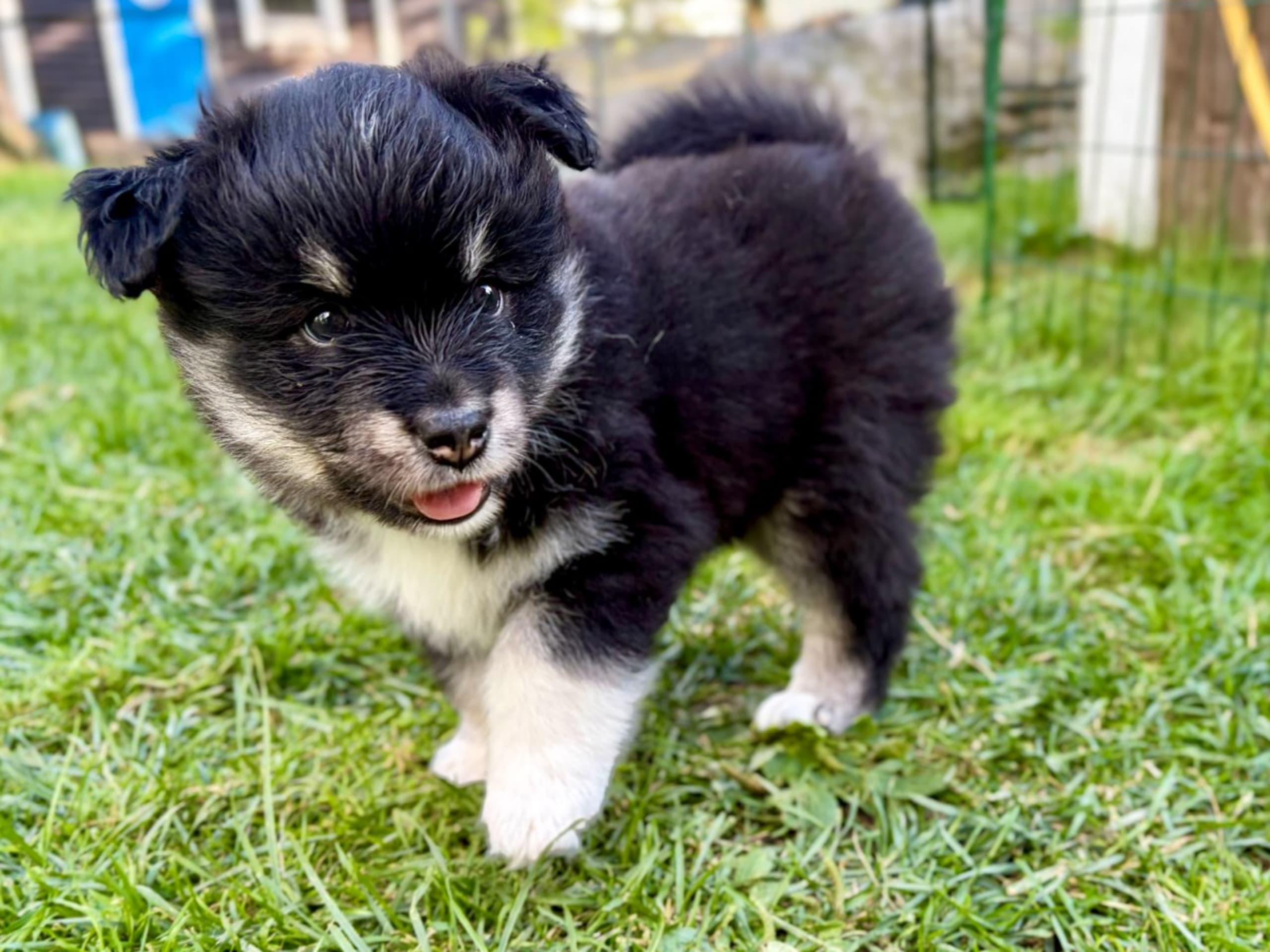 Finnish Lapphund · Åkersberga · Ancient