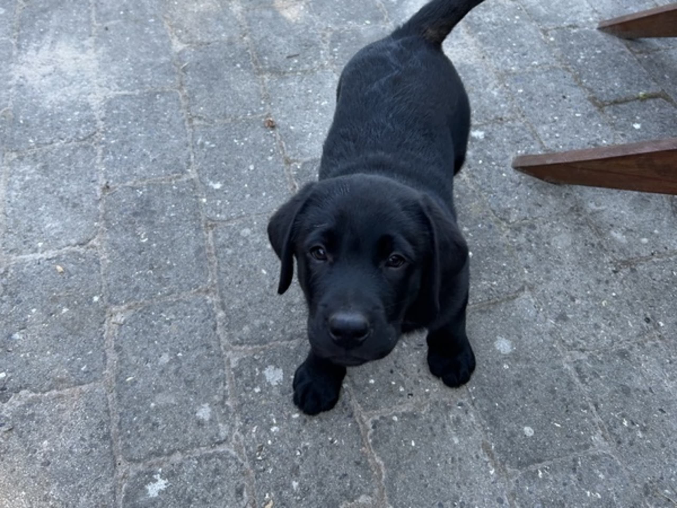 Labrador retriever · Hjallerup · Townfield's