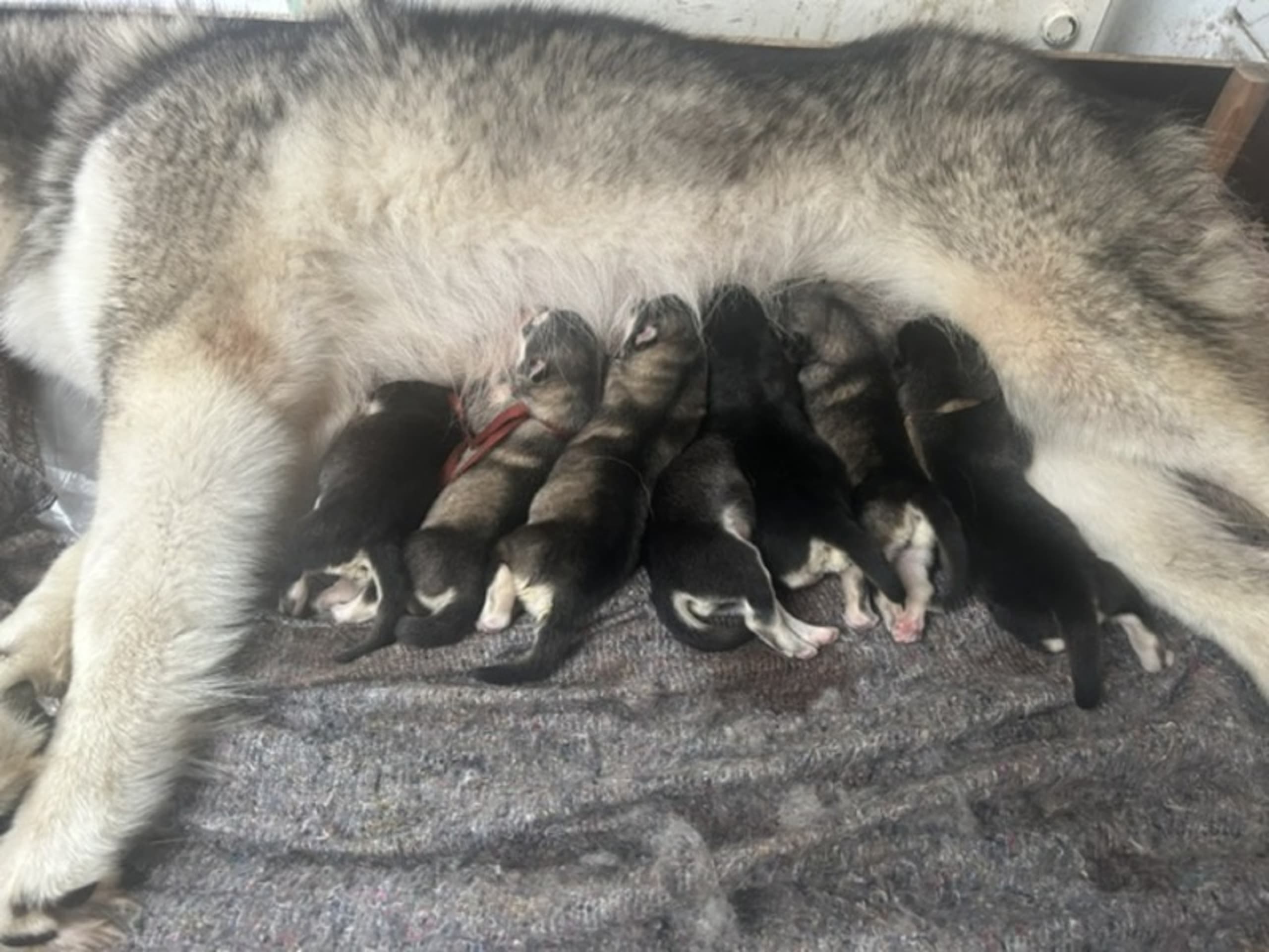Alaskan malamute · Nykøbing F · Naughty Arctic Bears
