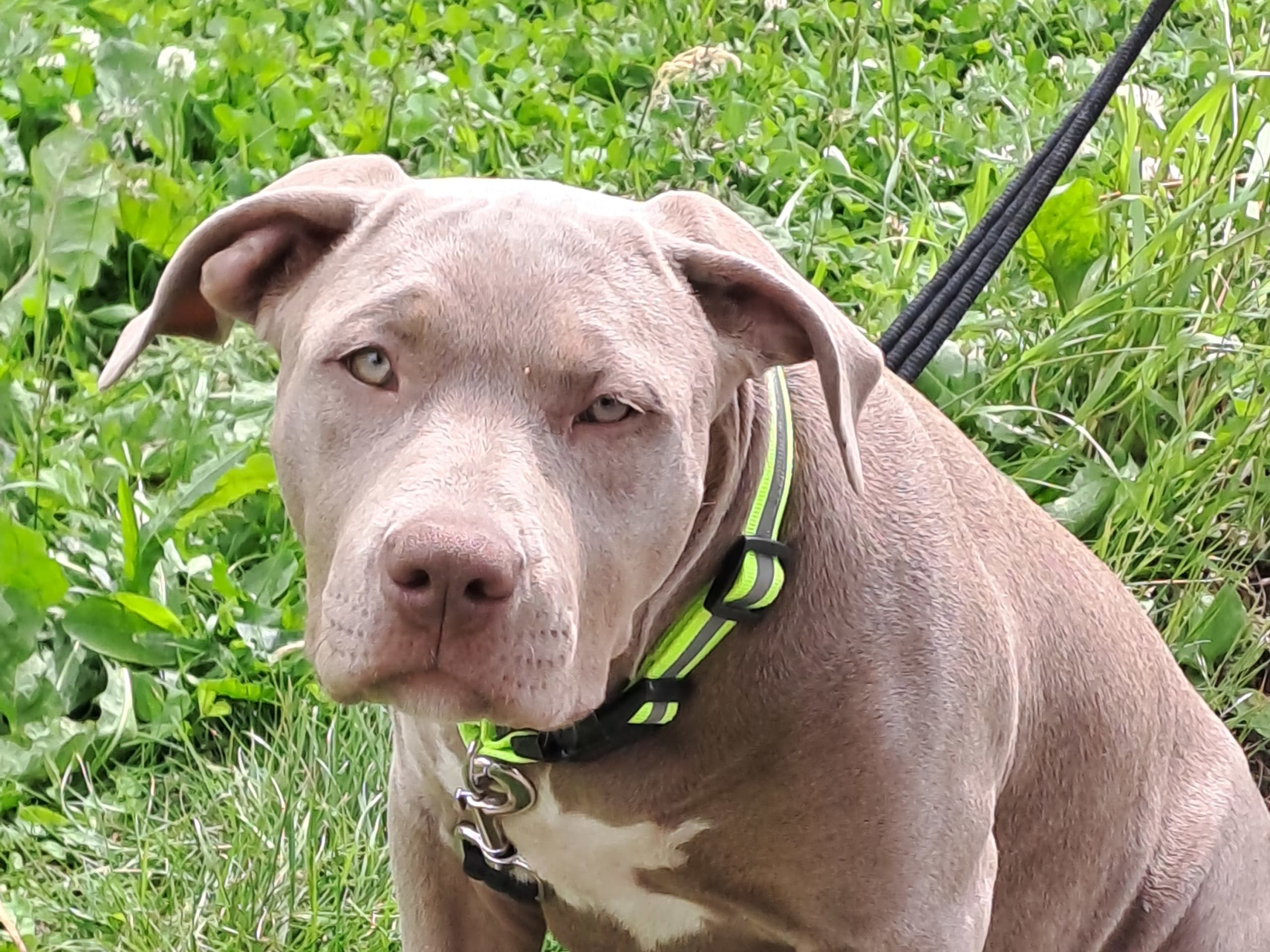American bully · Torshälla · Privatperson