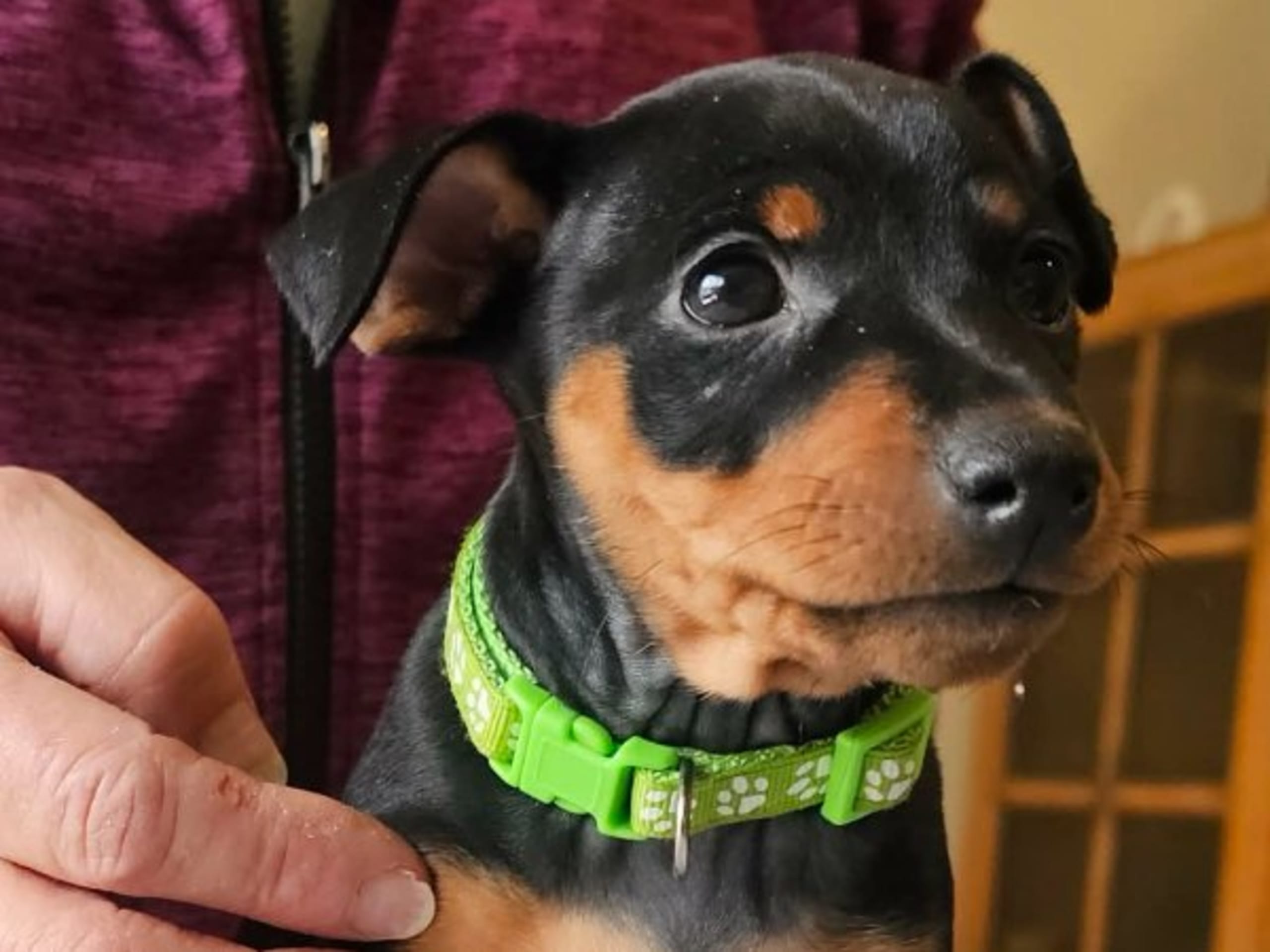 Miniature Pinscher · Linköping · Love Cox's