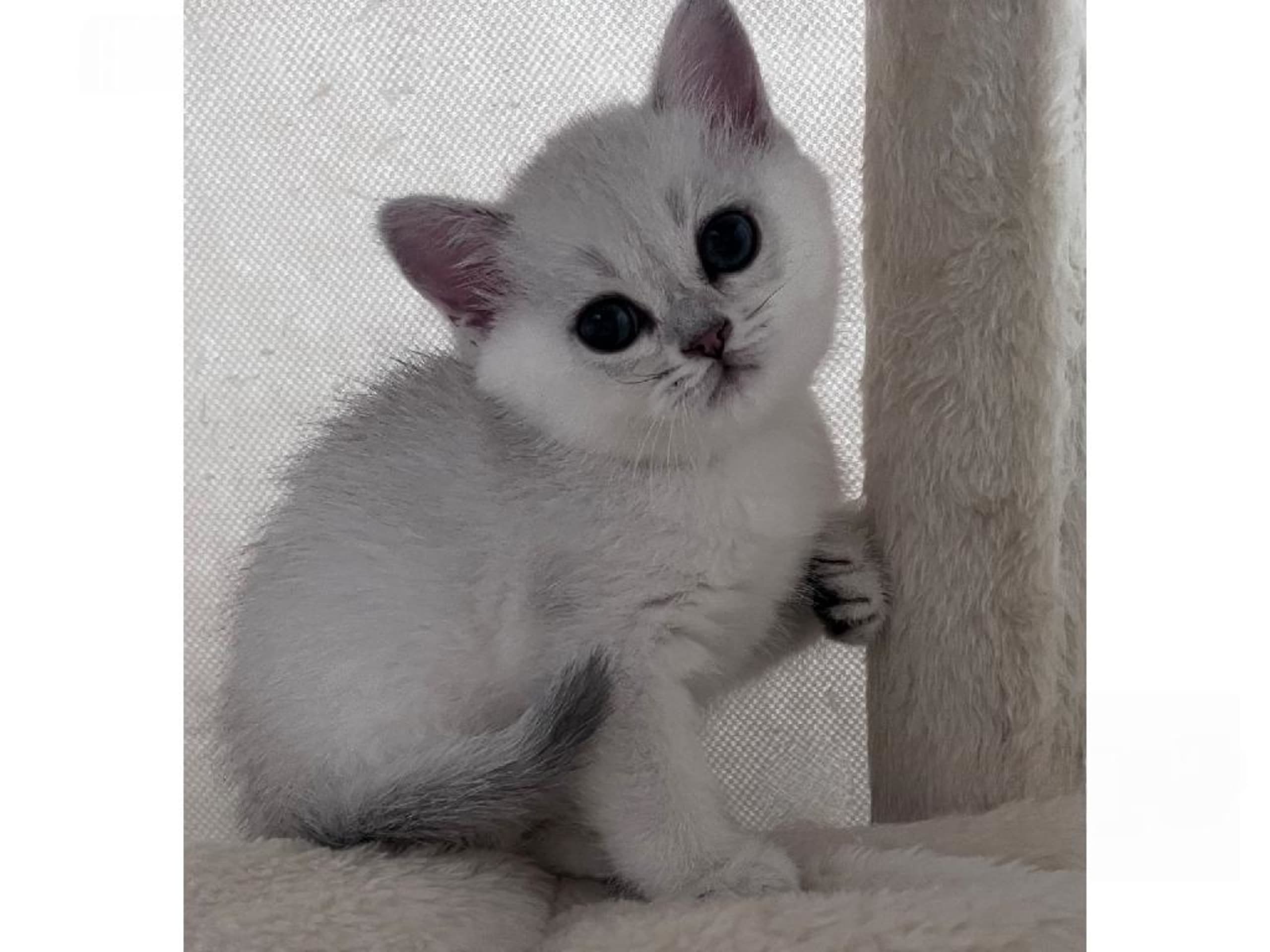 British Shorthair · Åby · SE*Amber Ice