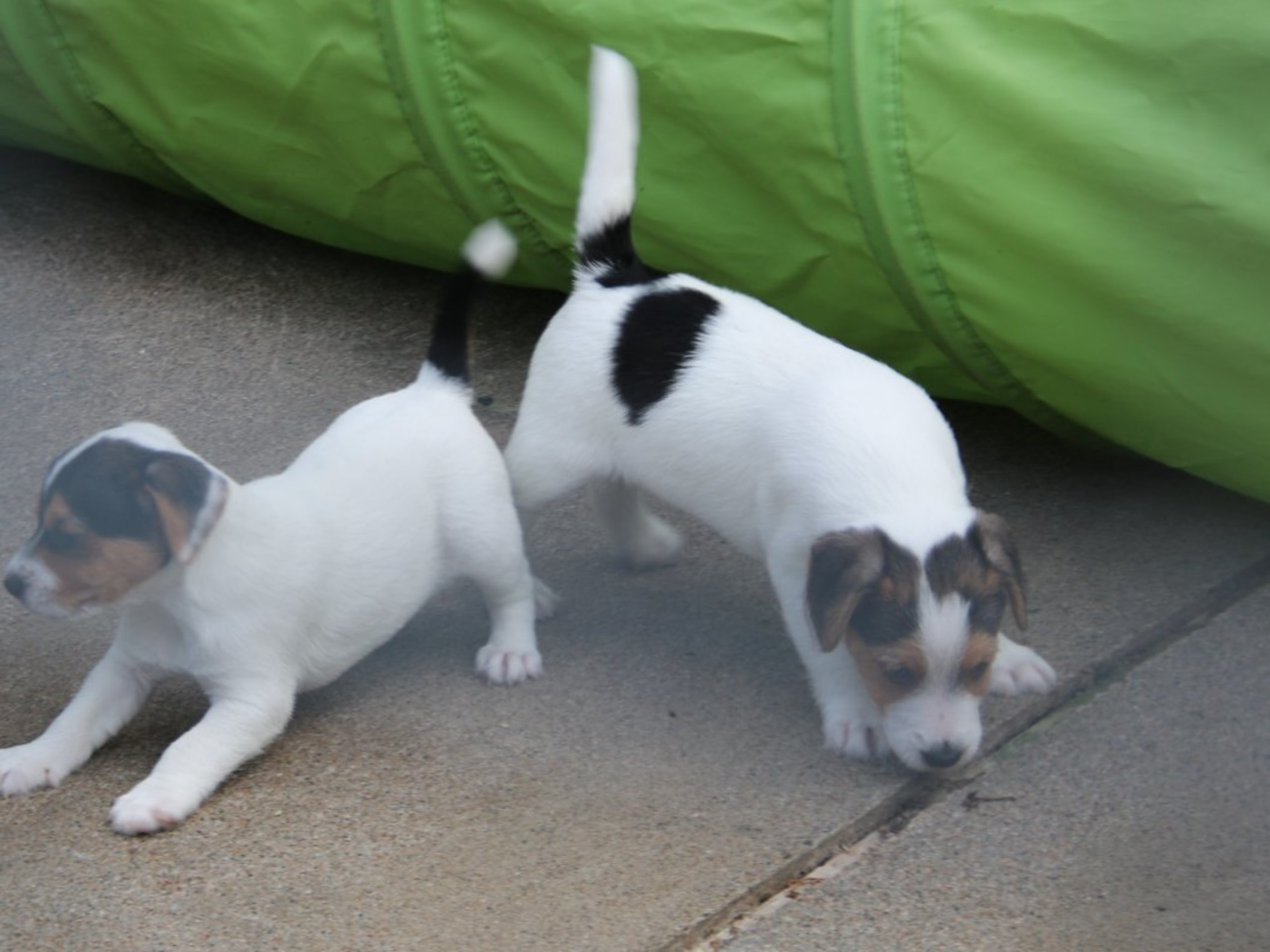 Parson russell terrier · Kristianstad · Double Barrel's