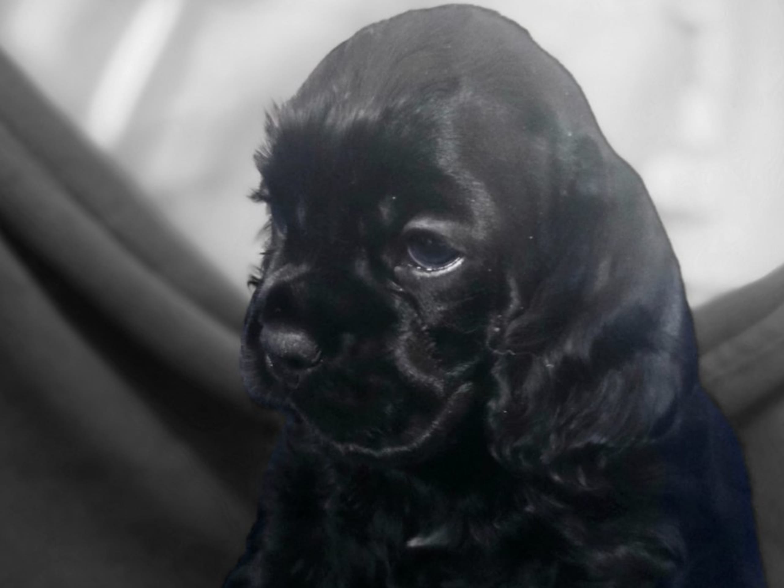 Amerikansk cocker spaniel · Bottnaryd · De La Pi's