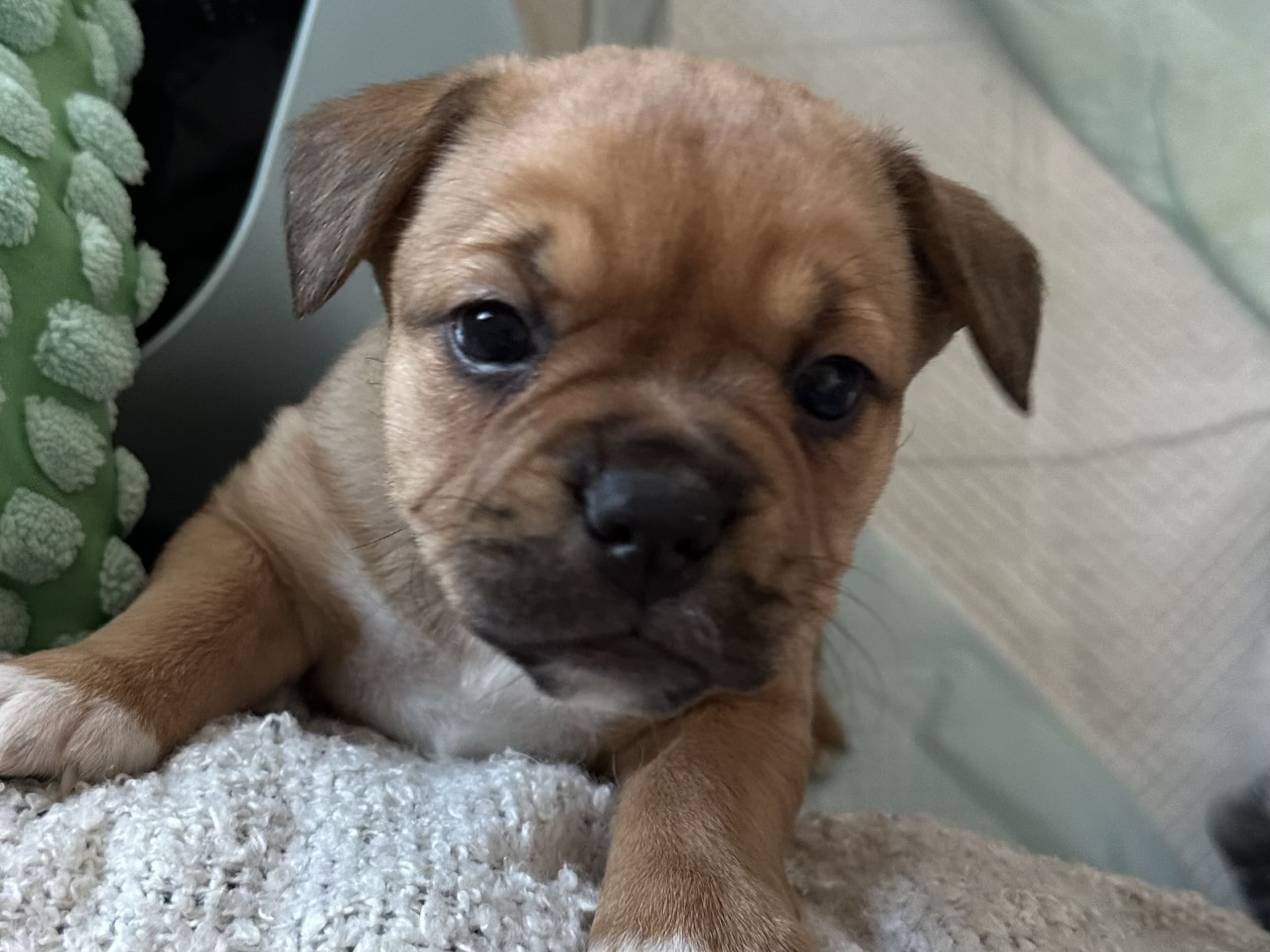 Fransk bulldog och Australiensisk Sheperd · Karlstad · Mia A.