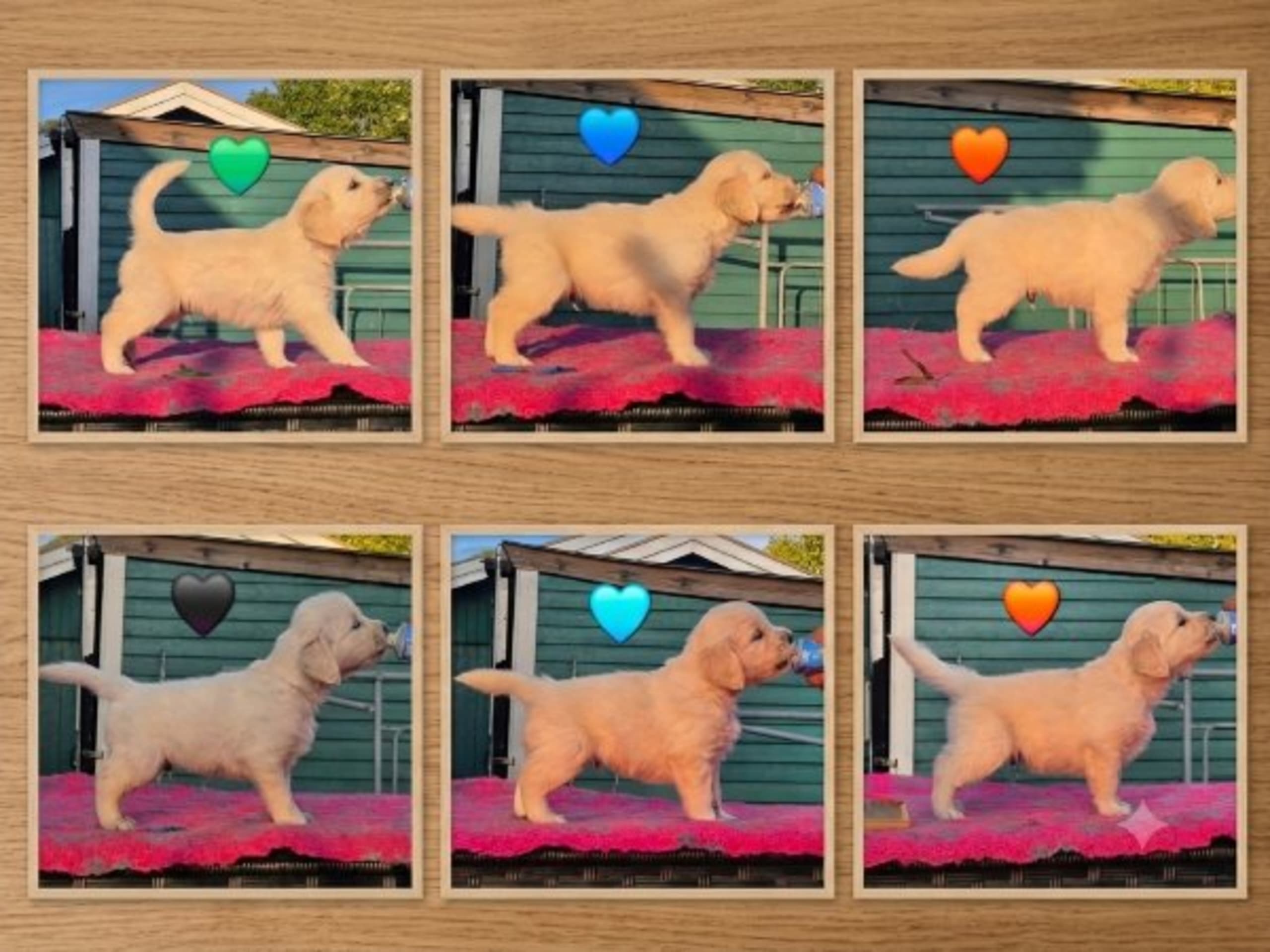 Golden Retriever · Rinkaby · Retriever Village