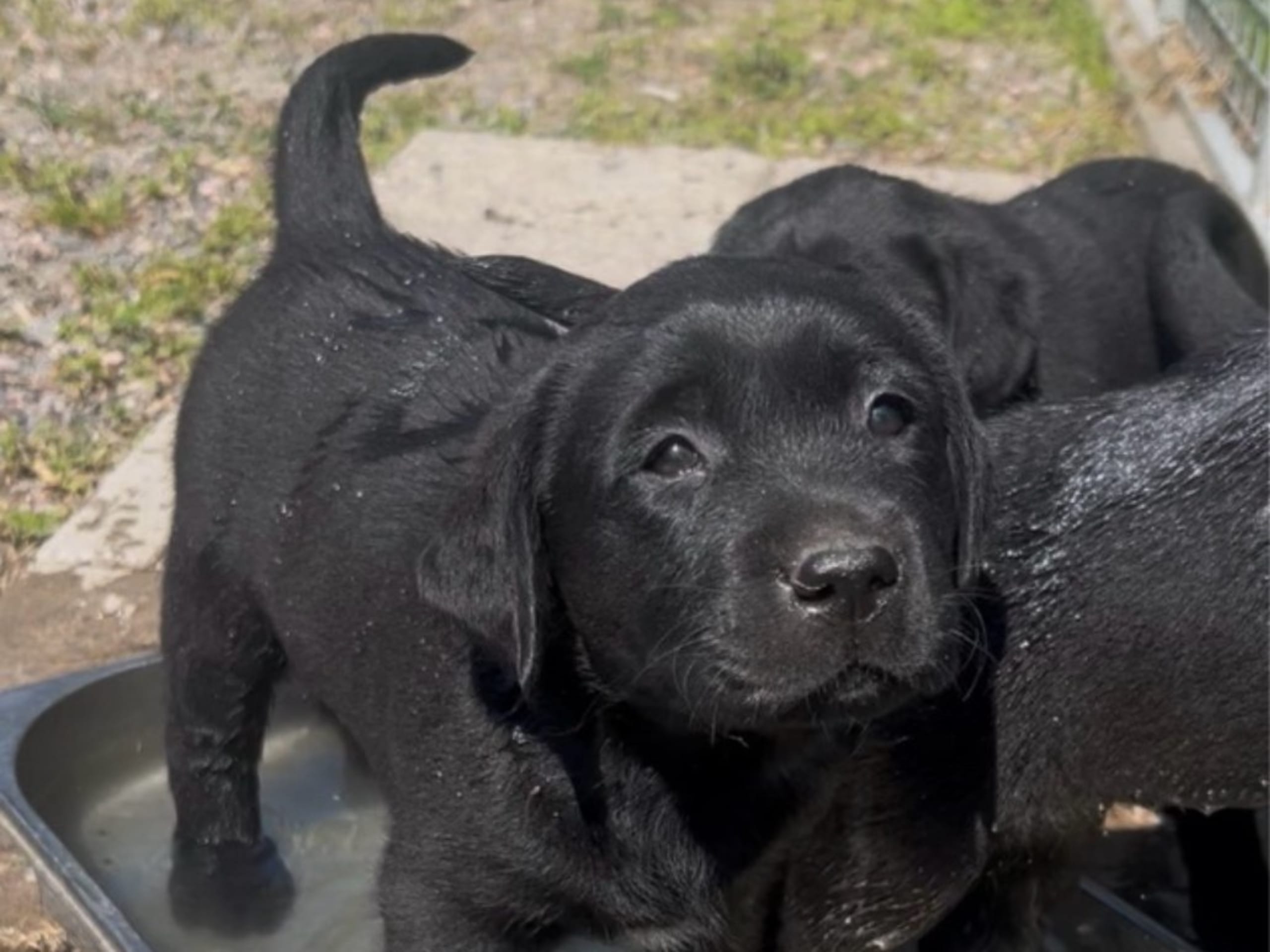 Labrador retriever · Björkvik · Annual's