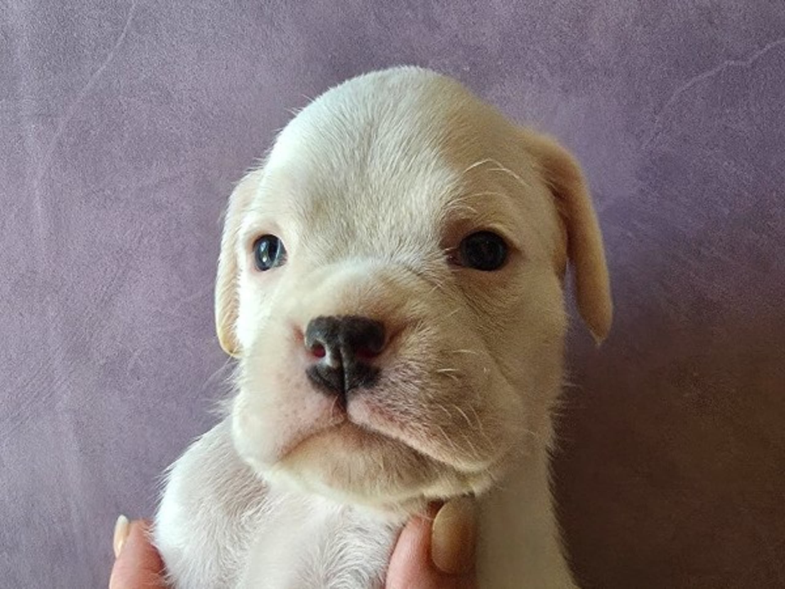 Boxer