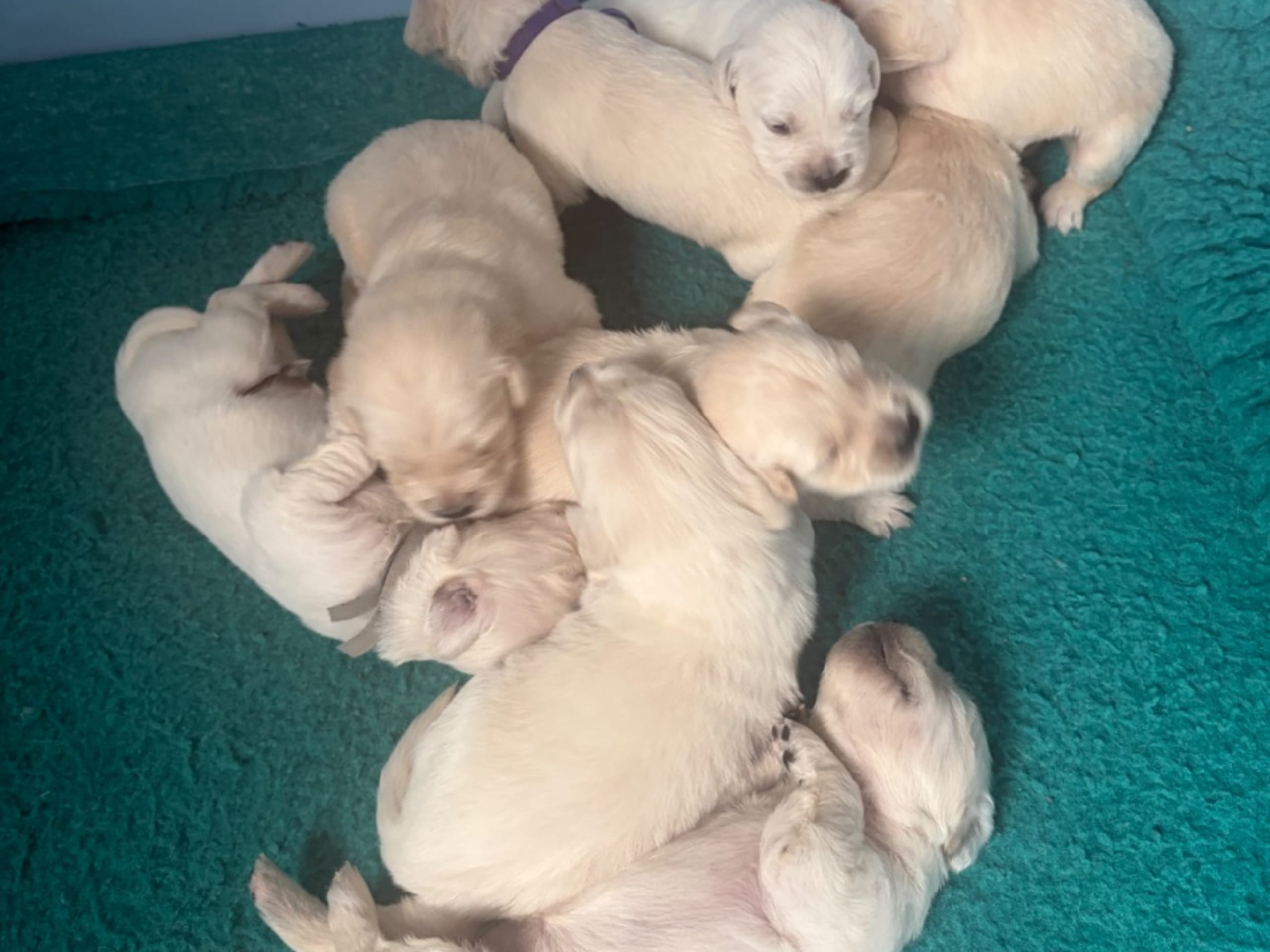 Golden Retriever · Norrköping · Häradssveden