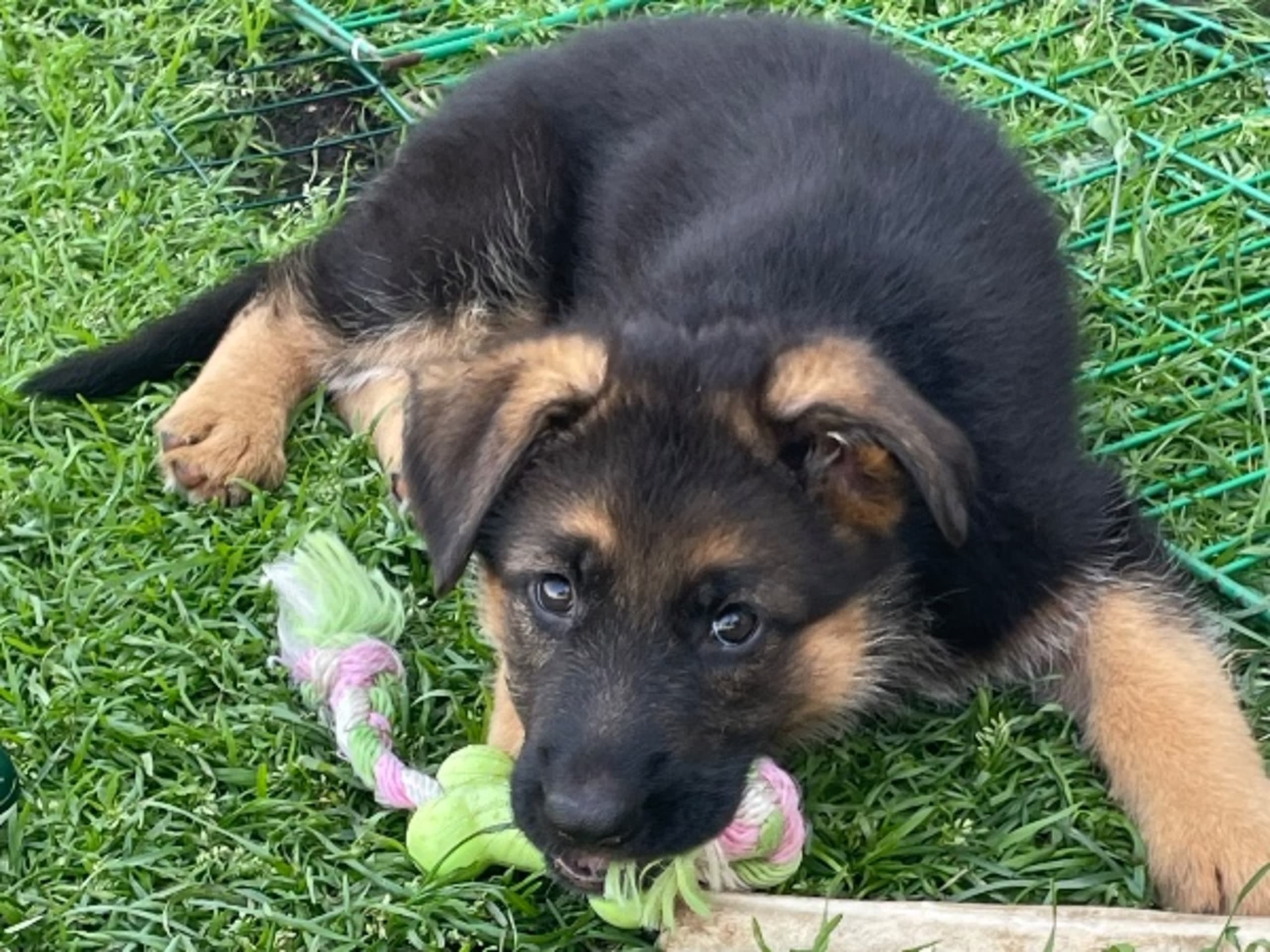 Schæferhund · Marieholm · Birgdahls