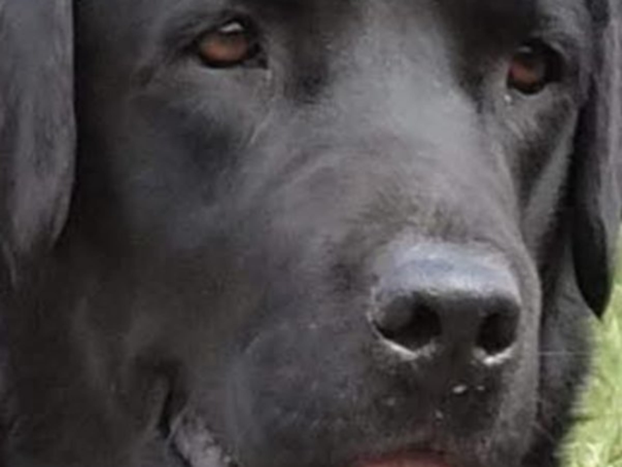 Labrador Retriever · Lövestad · Elimar