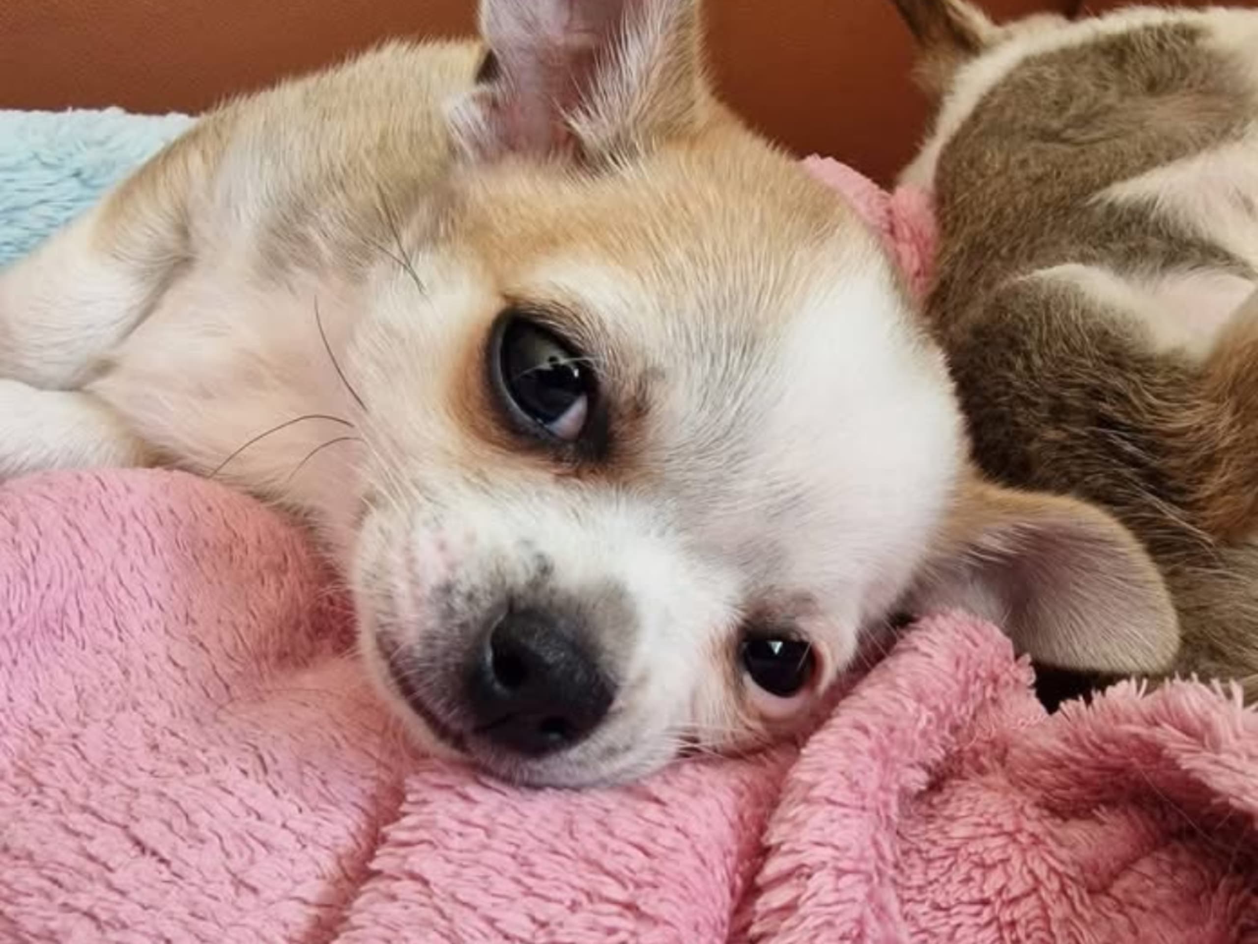 Chihuahua · Hindås · Gyllen Tass