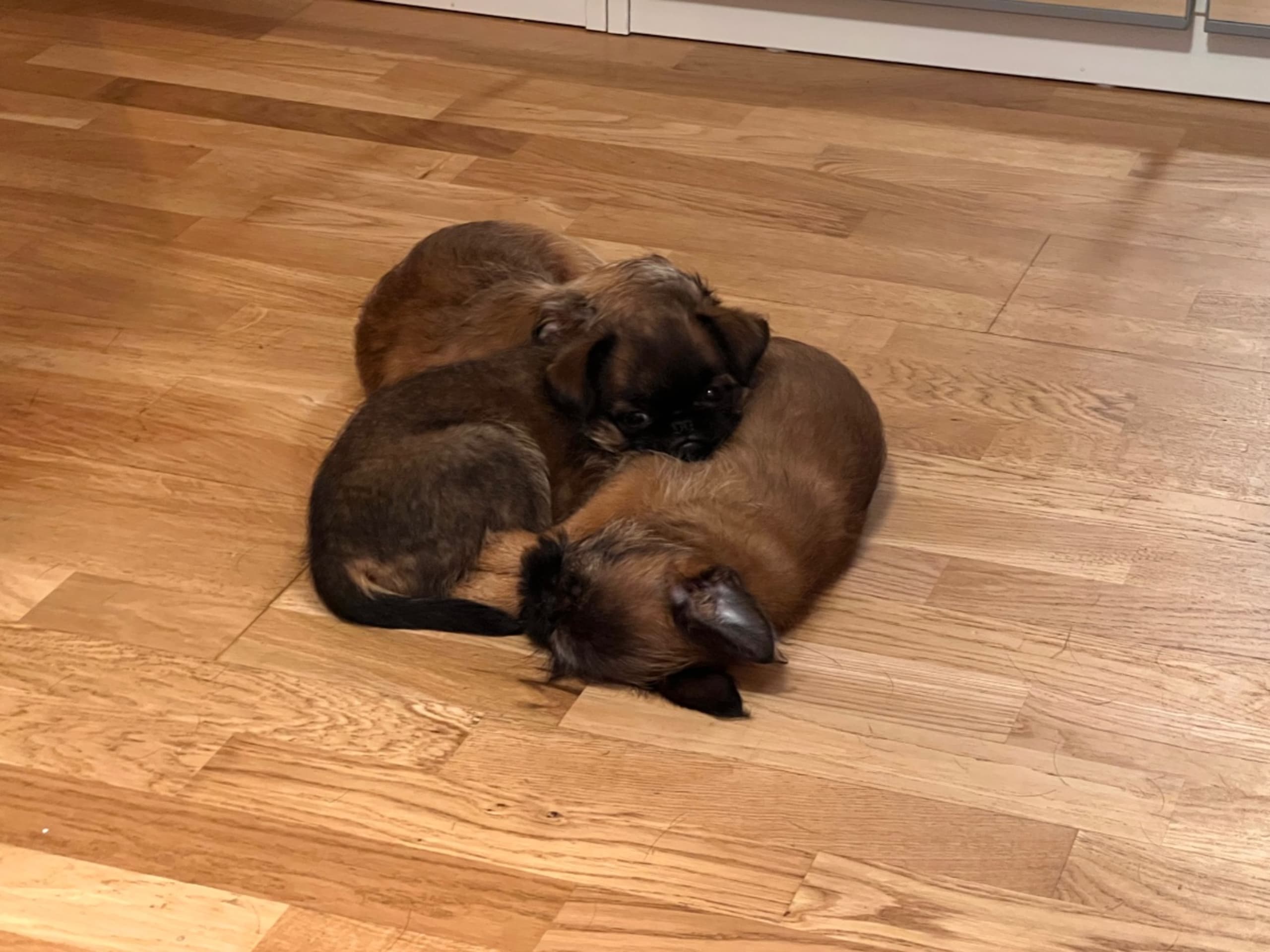 Brussels Griffon · Tyresö · Diddelinos