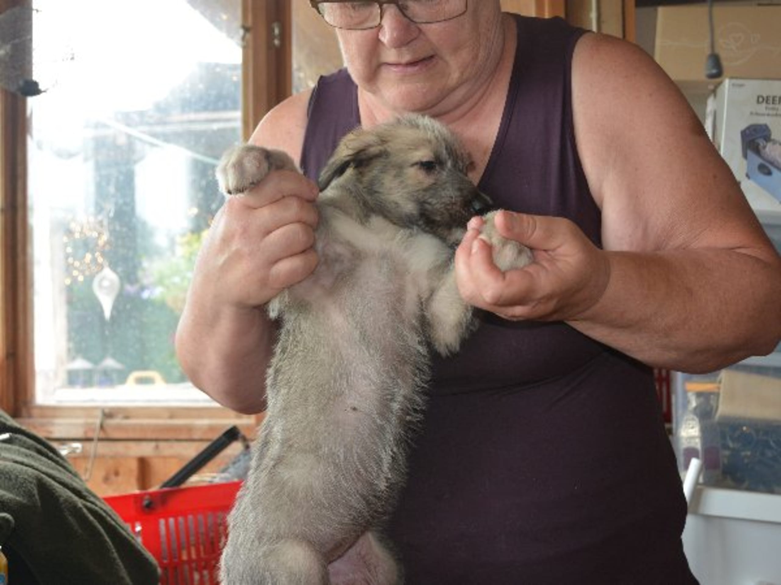 Irish Wolfhound · Stora Levene · Åkerö's