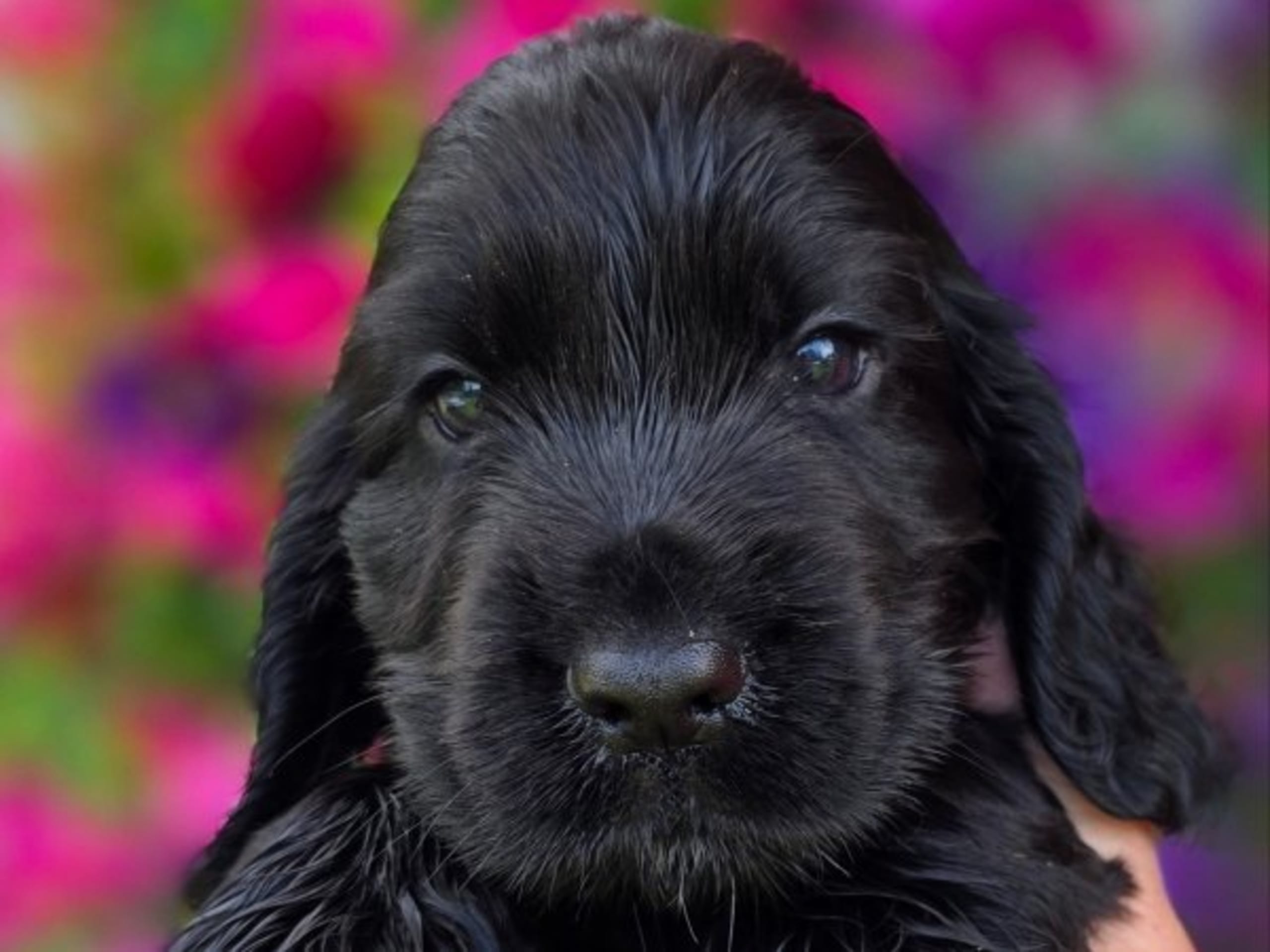 Cocker spaniel · Vikbolandet · Liljeblomman's Kennel