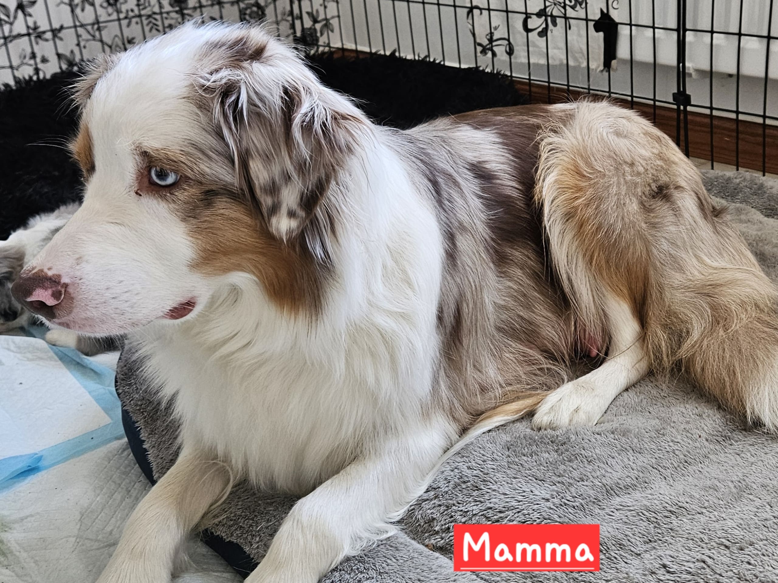 Australien shepherd/border collie · Rättvik · Gunilla G.