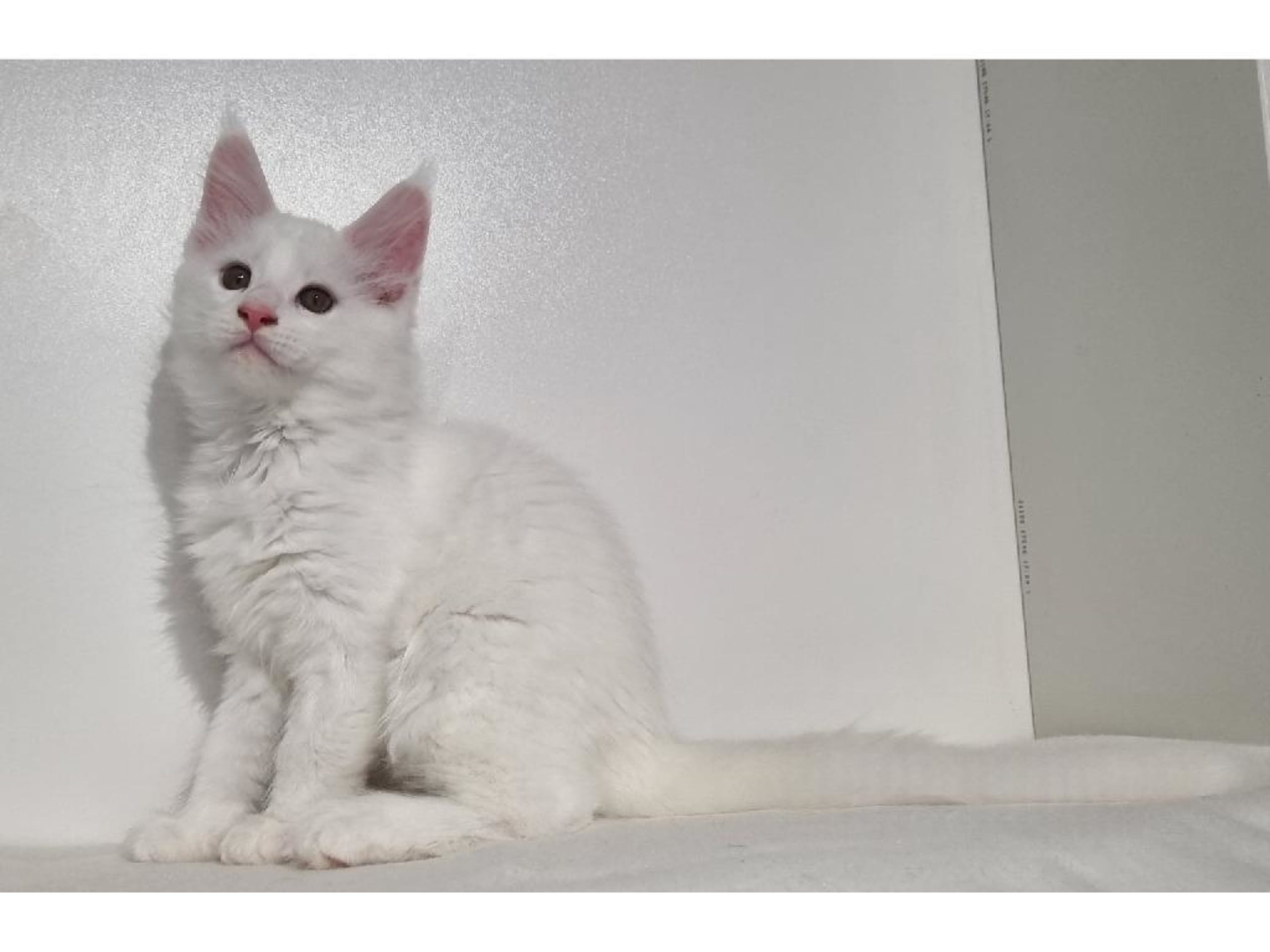 Maine Coon · Rimbo · SE*Healing Paws