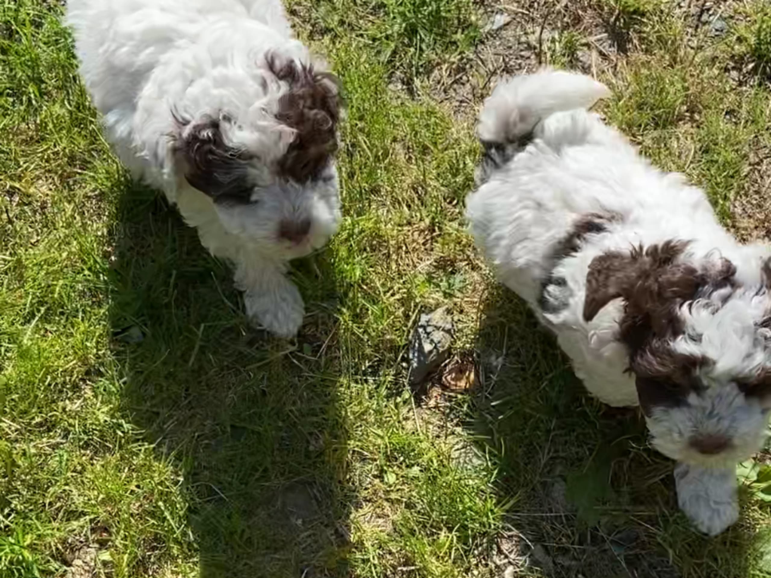 Shihpoo · Nol · Lyckliga Vovven