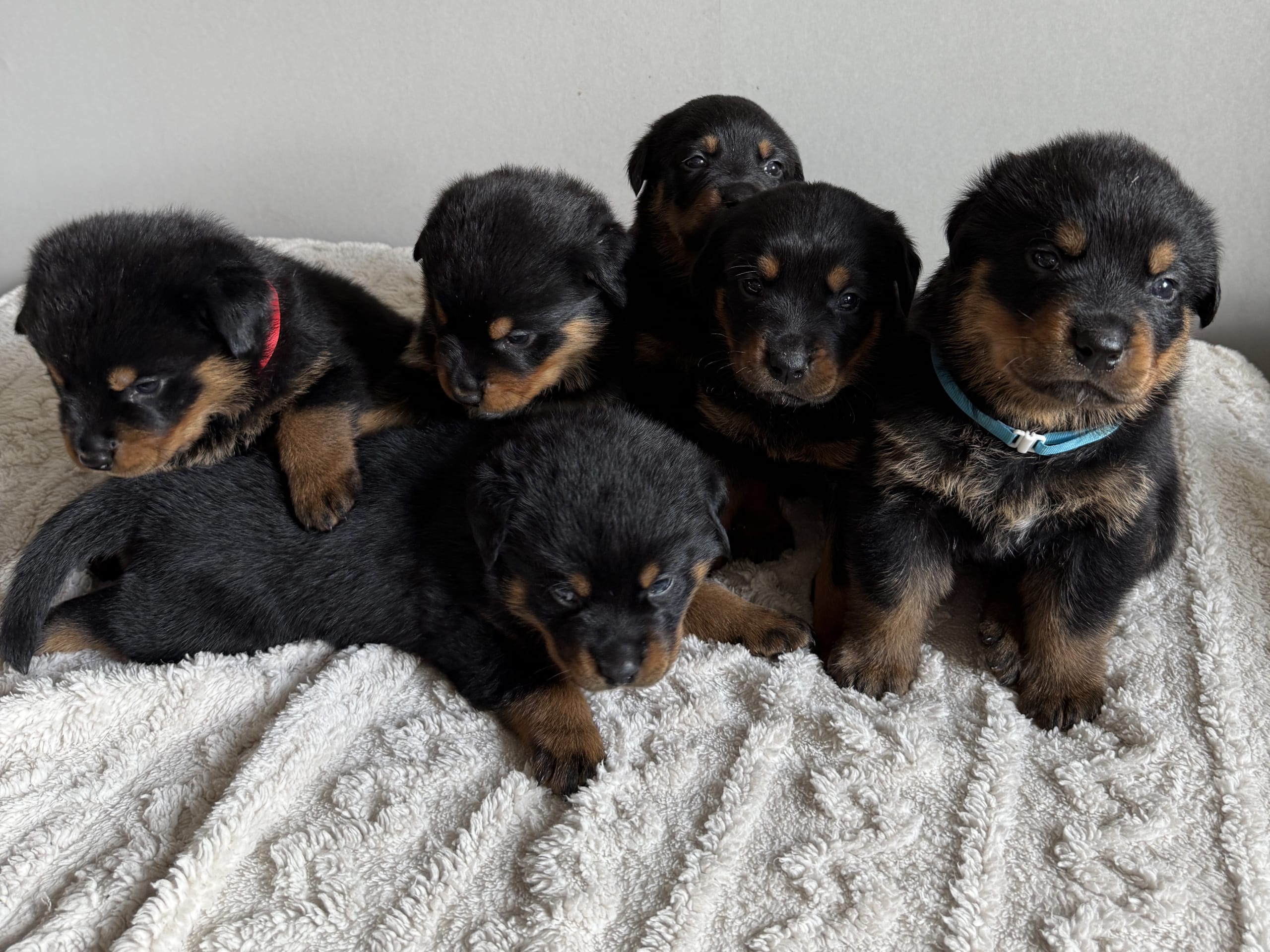 Rottweiler/American Bully XL · Gärsnäs · Helena