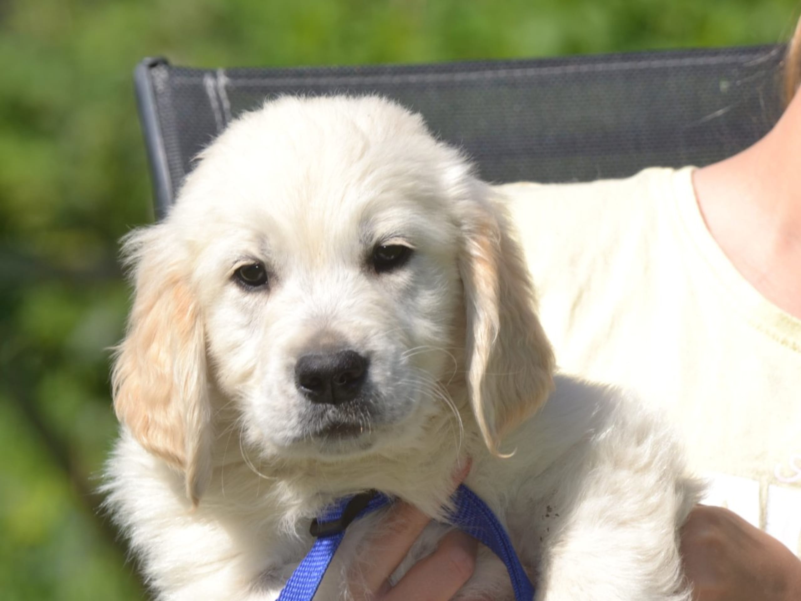 Golden Retriever · Östhammar · Honey Eve's