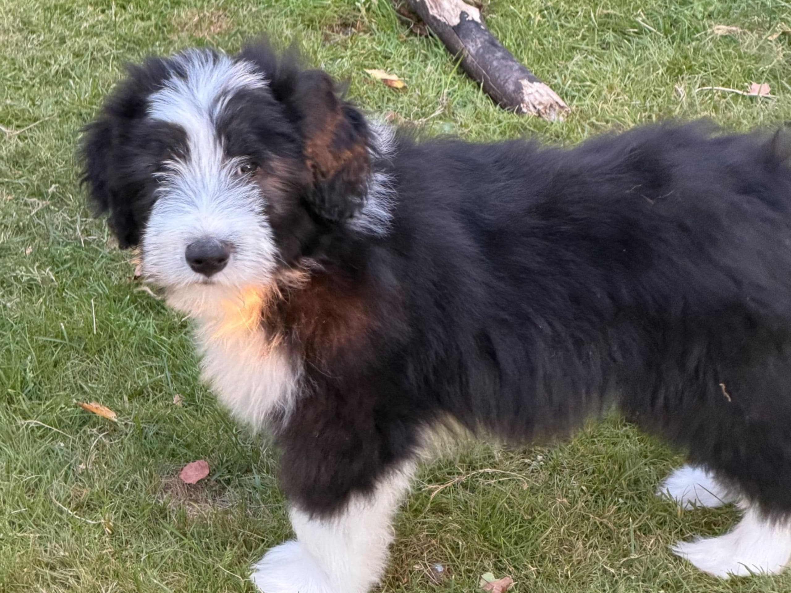 Bearded Collie · Hammarö · Hillbacka