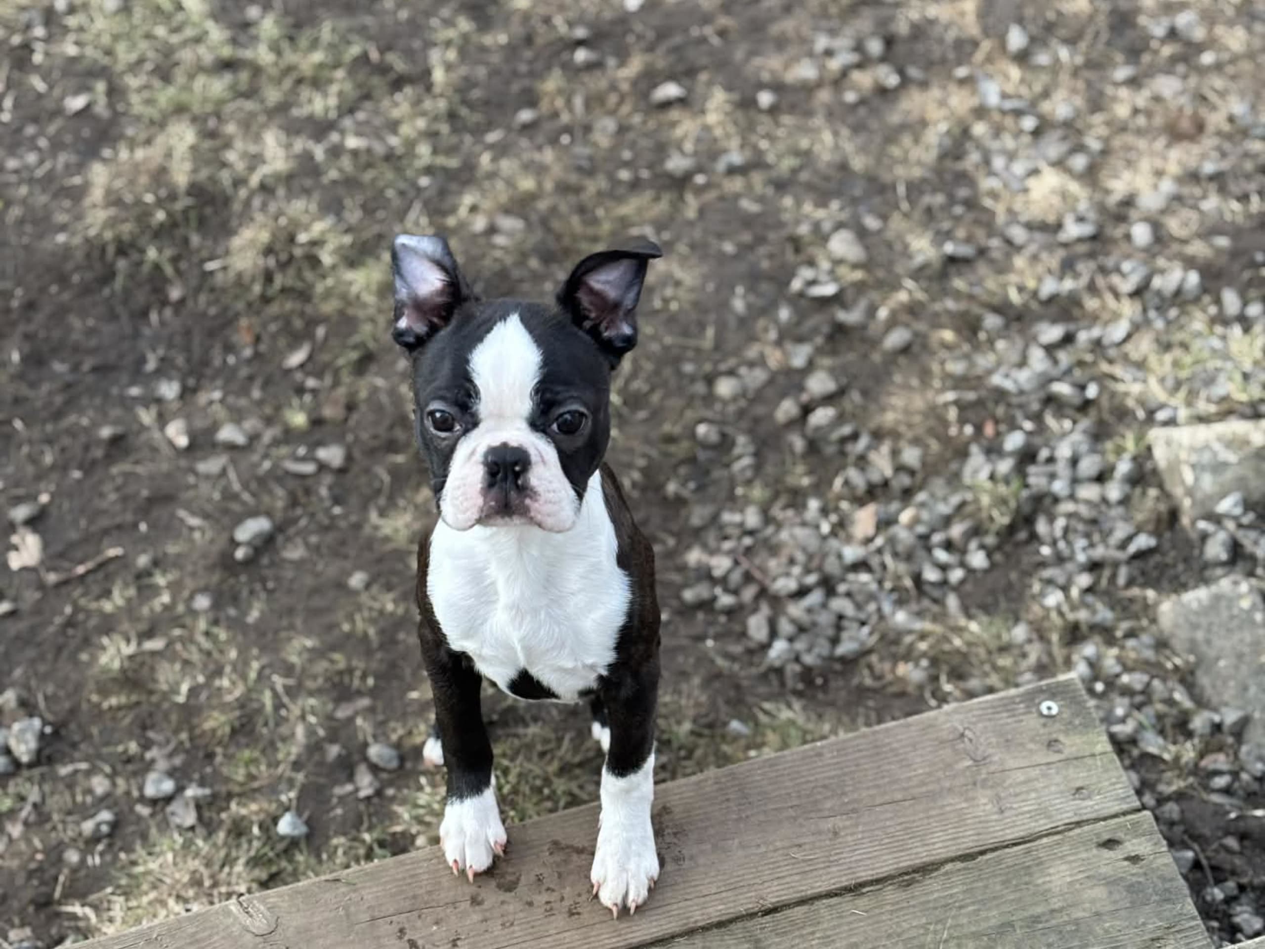 Boston terrier