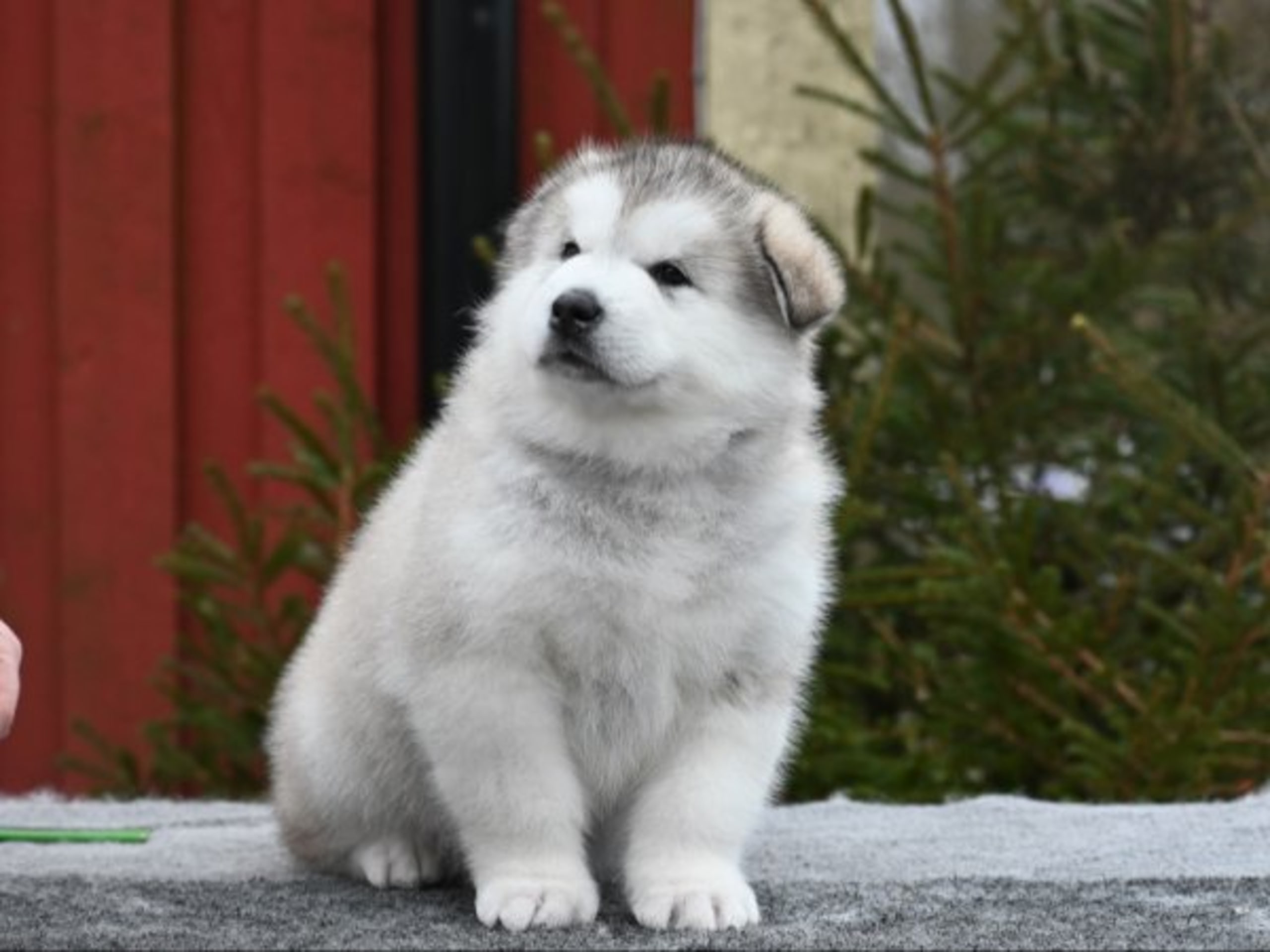 Alaskan Malamute · örkelljunga · Spotty Dot's