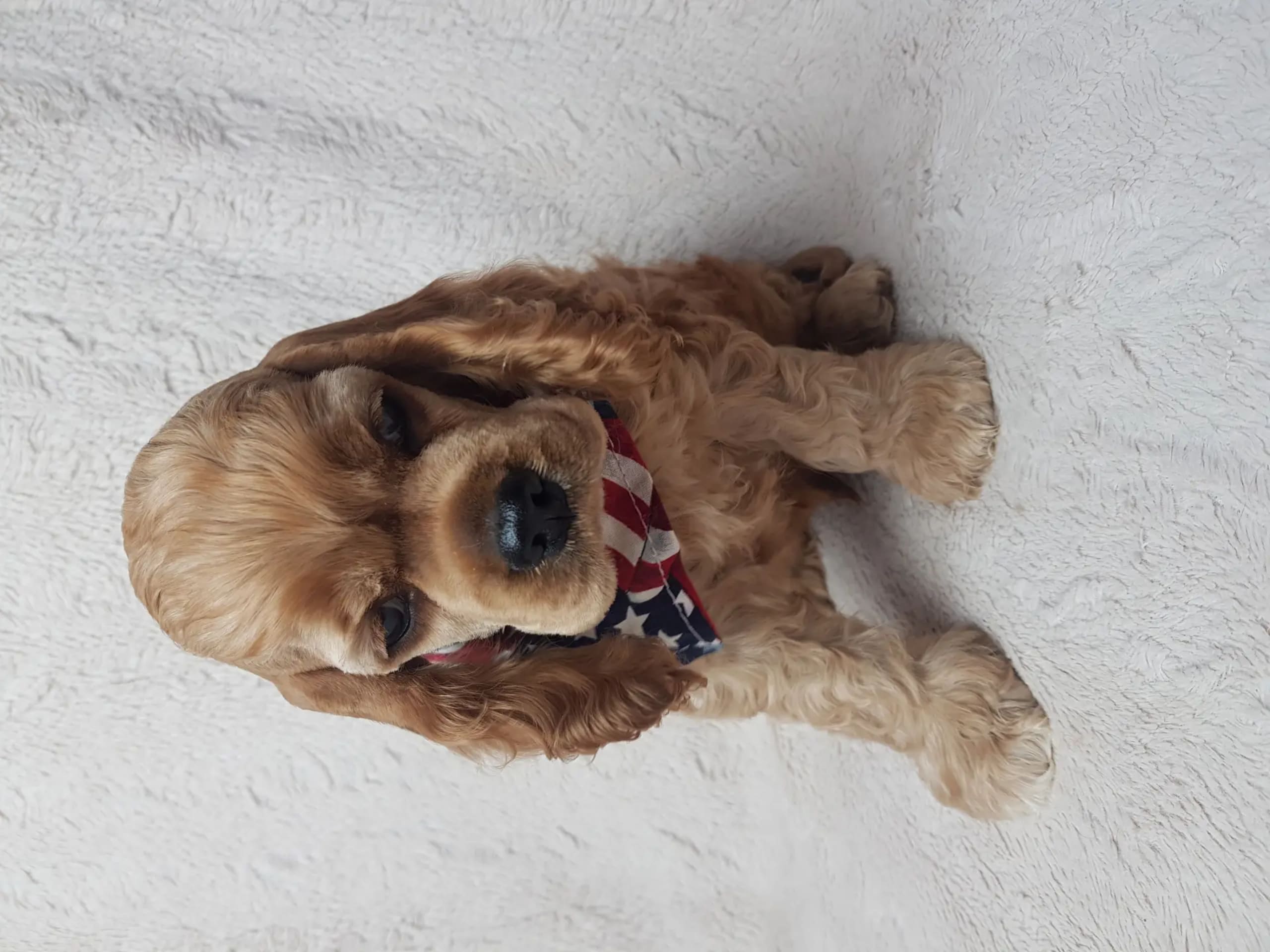 Amerikansk cocker spaniel · Biristrand · Colorcatcher