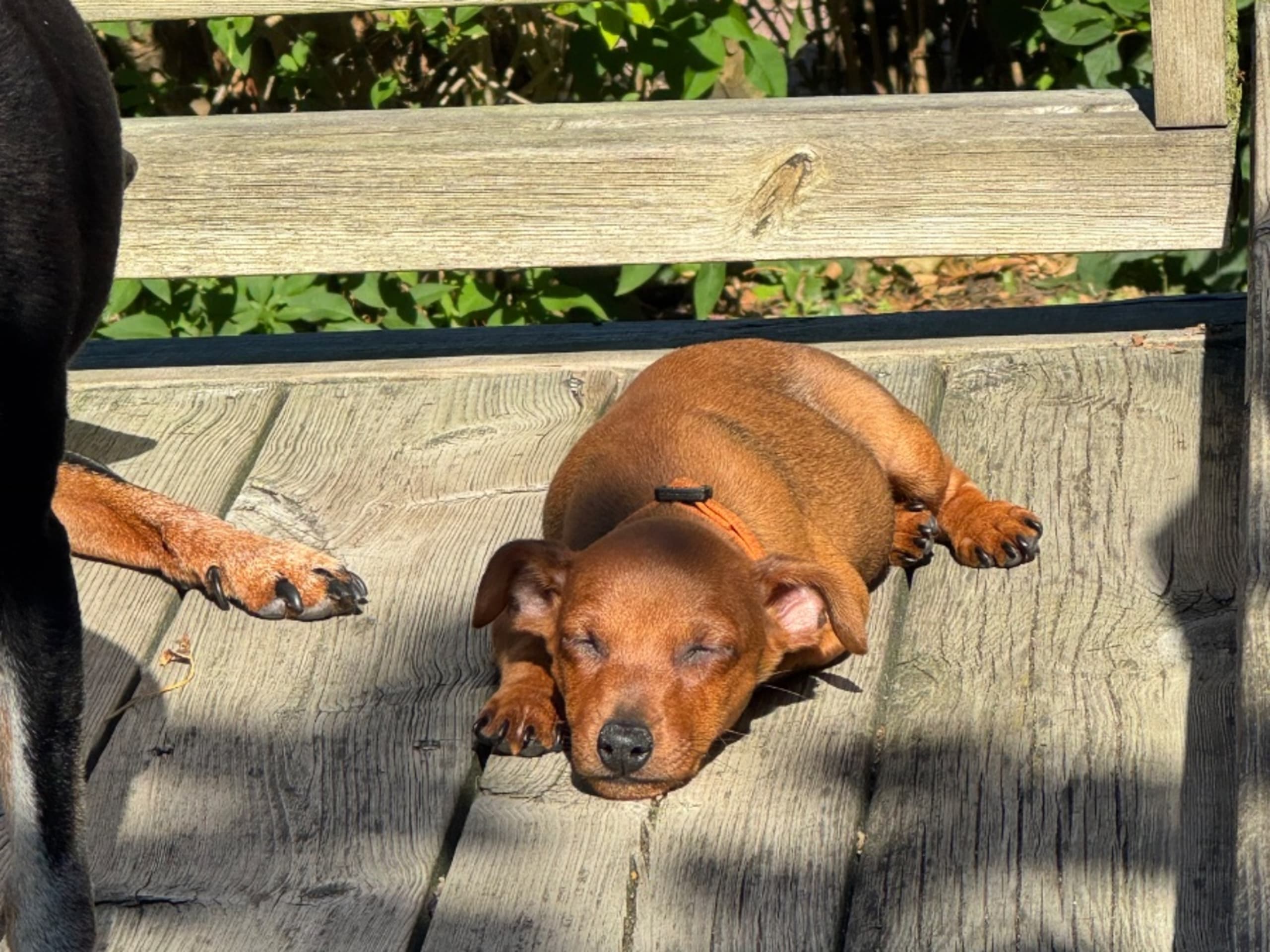 Miniature Pinscher · Lund · Camalis