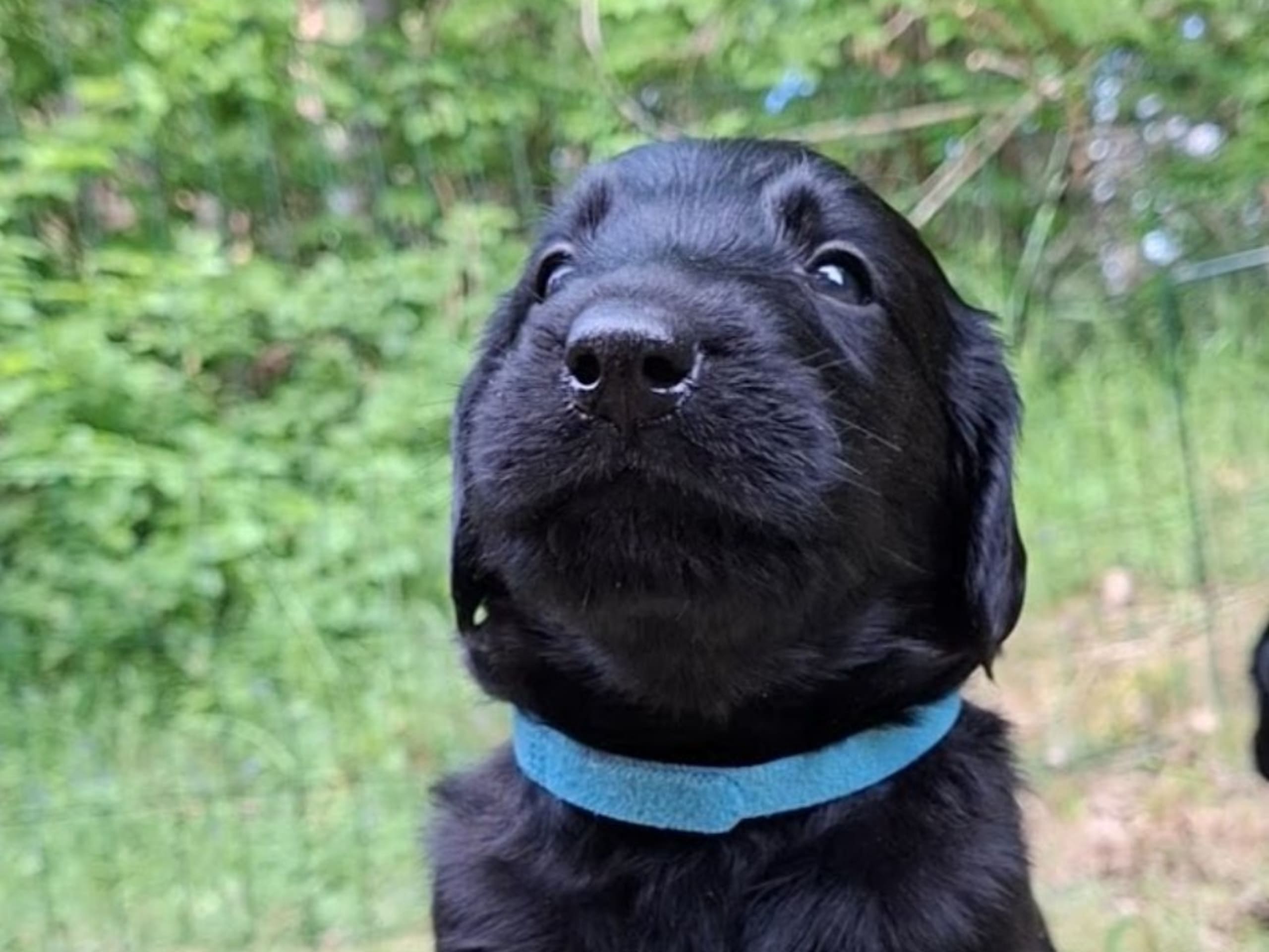 Flat Coated Retriever · Uppsala · Eve's Ink