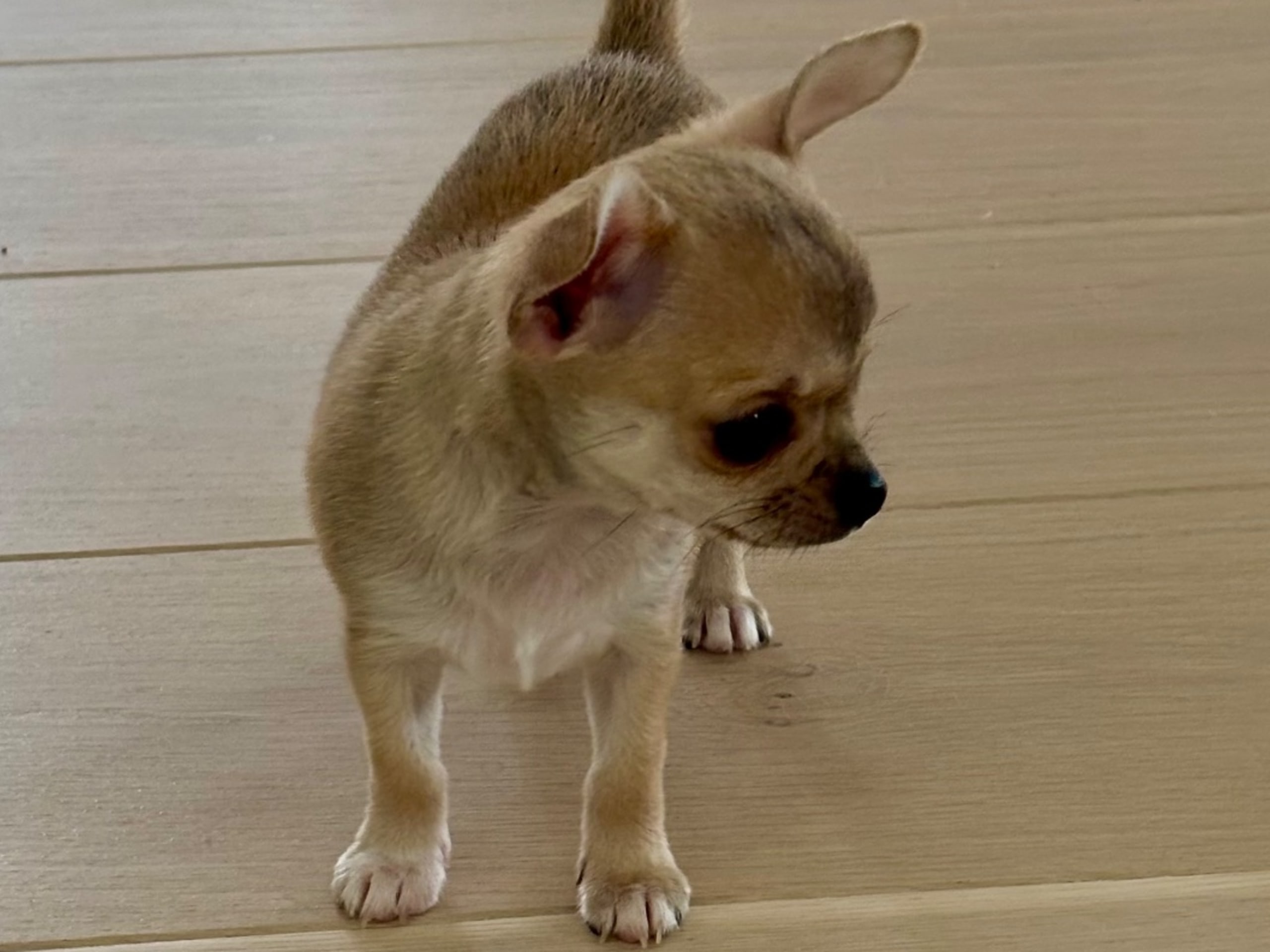 Chihuahua · Västra frölunda · My precious