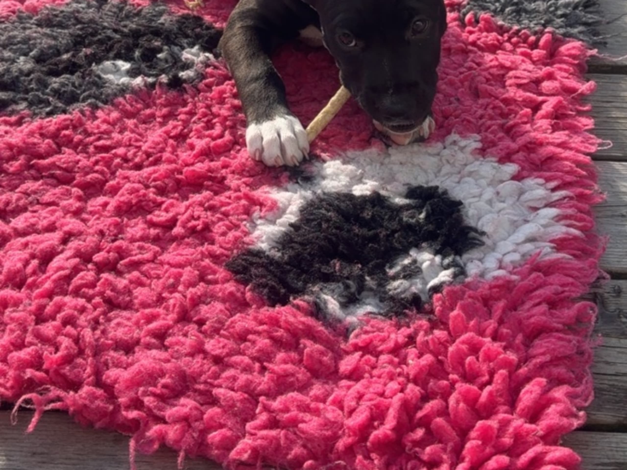 American Staffordshire Terrier · Hörby · Amis a Jamais