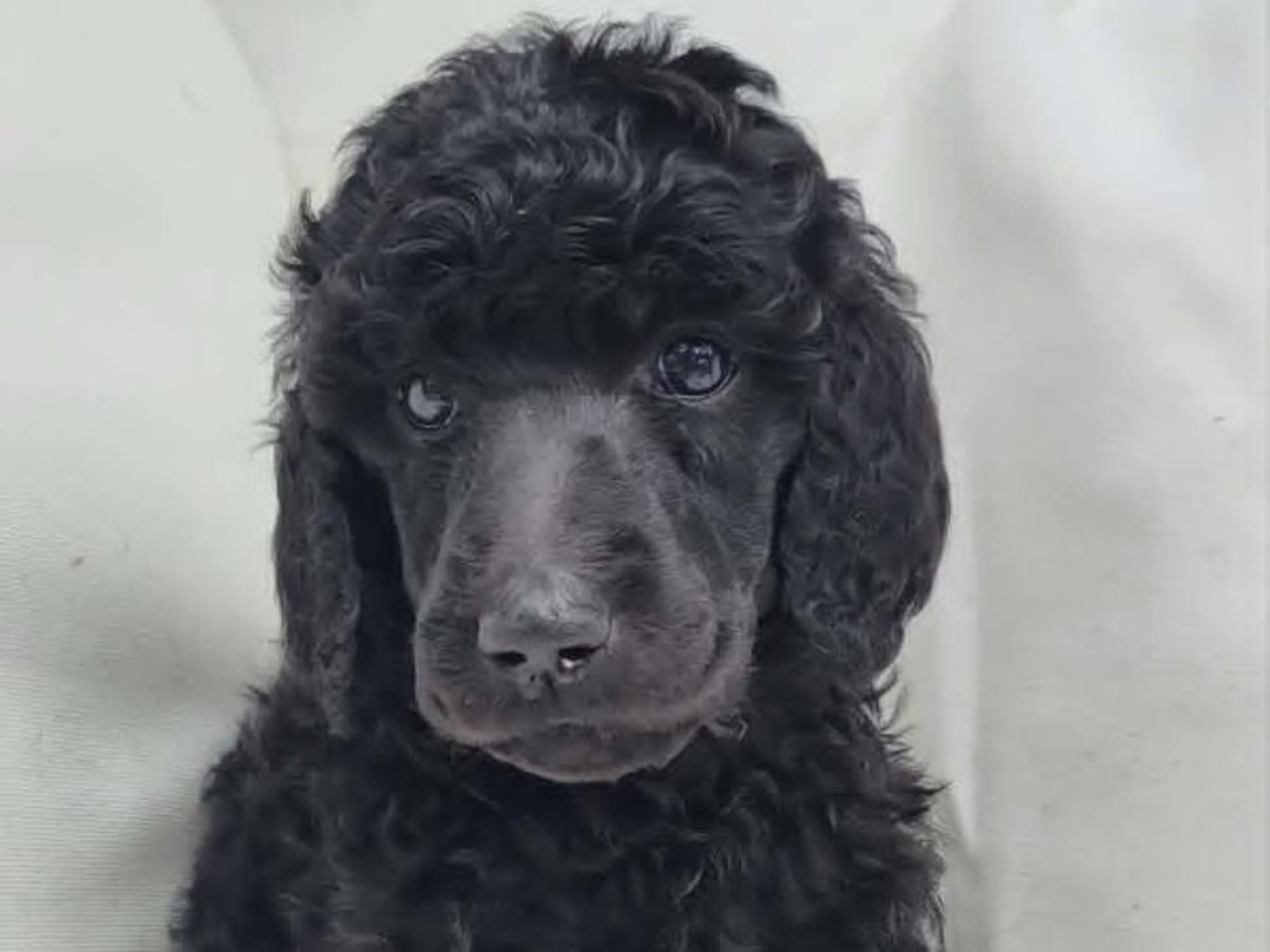Standard Poodle · Brottby · Niktas fusion