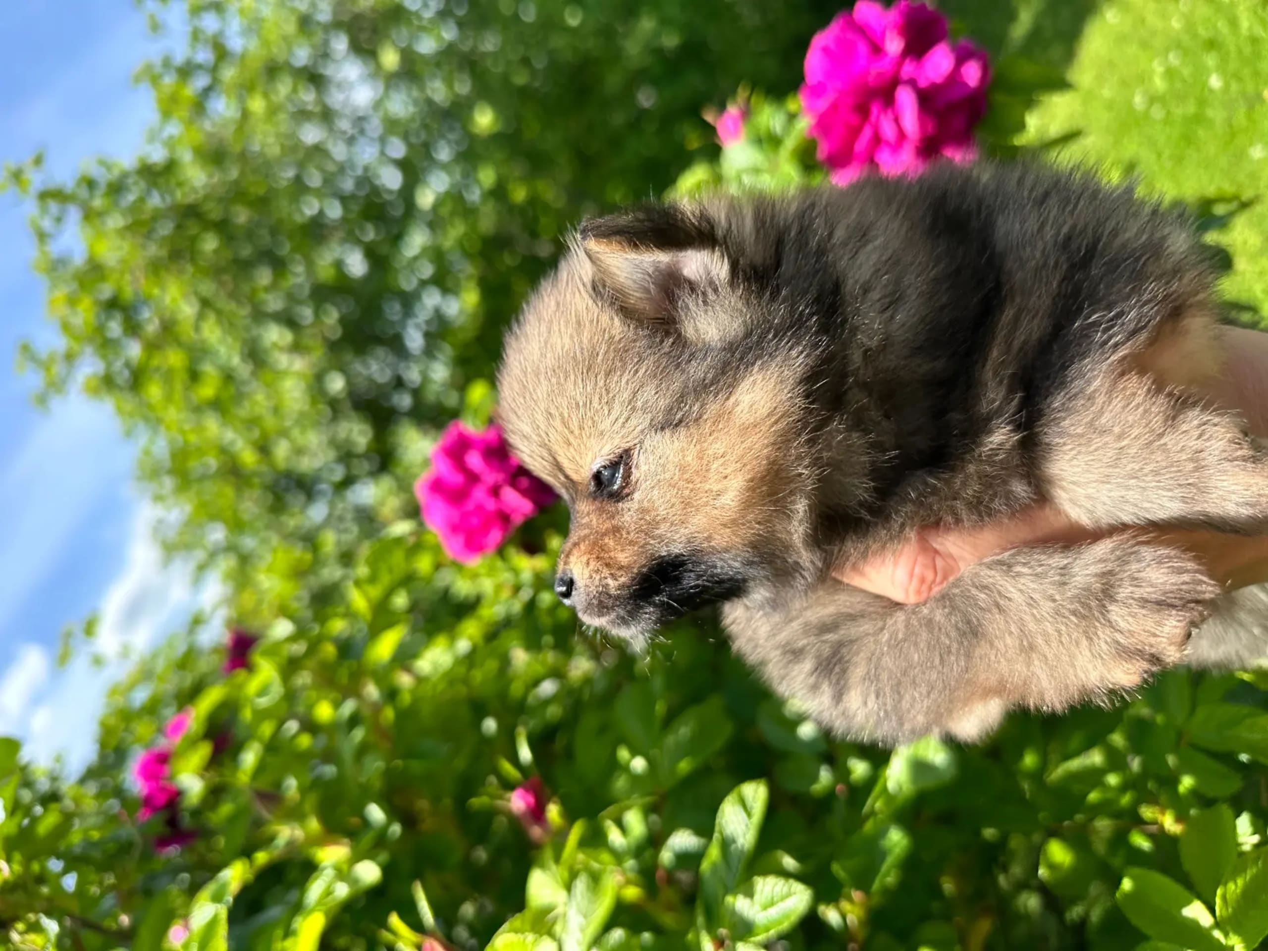 German Spitz – Kleinspitz · Raufoss · Connie Olafsen