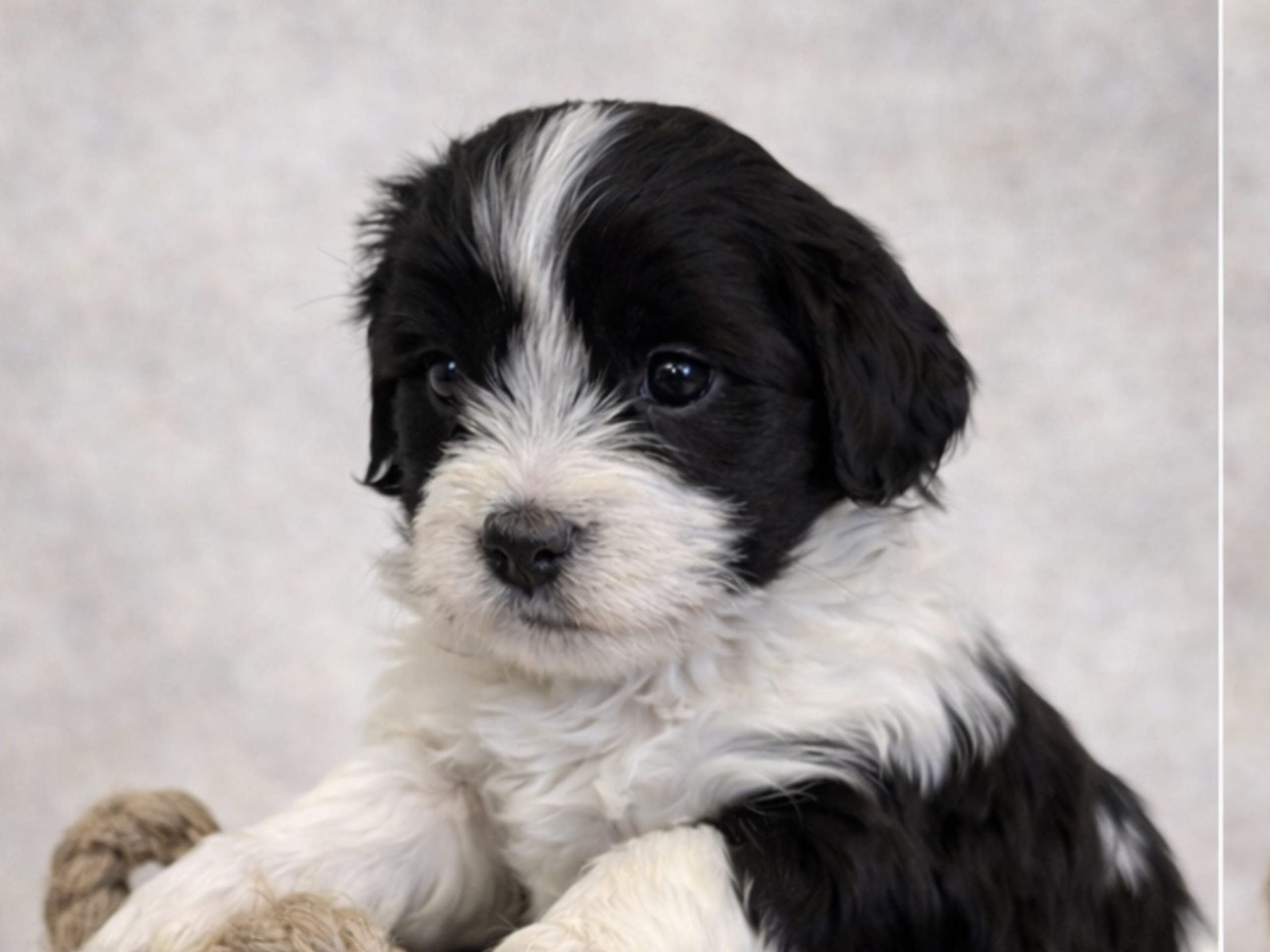 Havapoo · Väring · Vaktmästarboställets kennel
