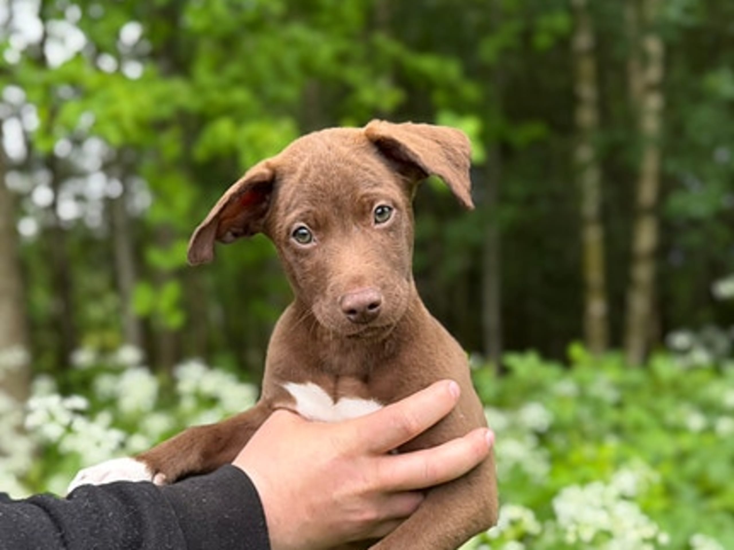Xoloitzcuintle · Årnes · Forever Spellbound