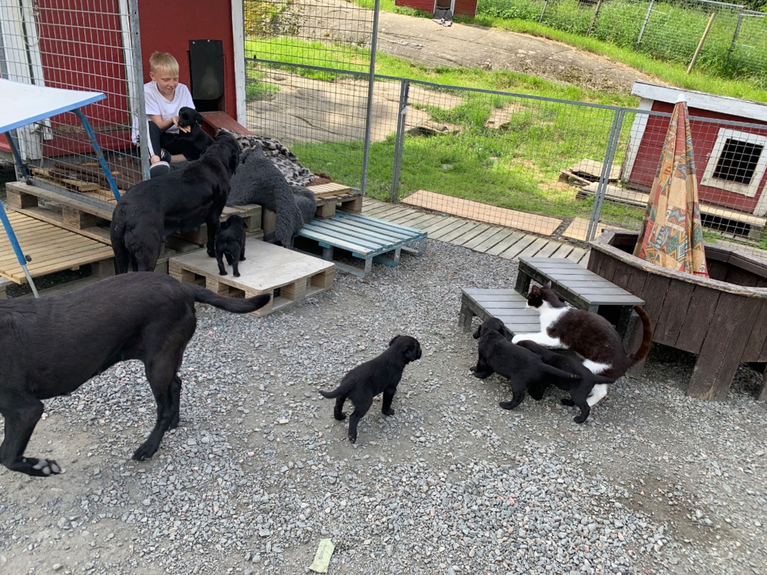Labrador retriever · Romelanda · Caloans