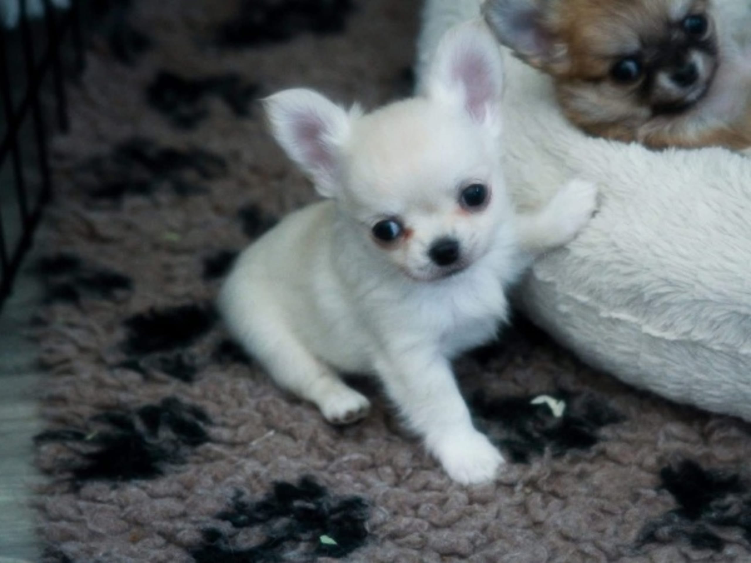 Chihuahua · Skellefteå · Star strike’s
