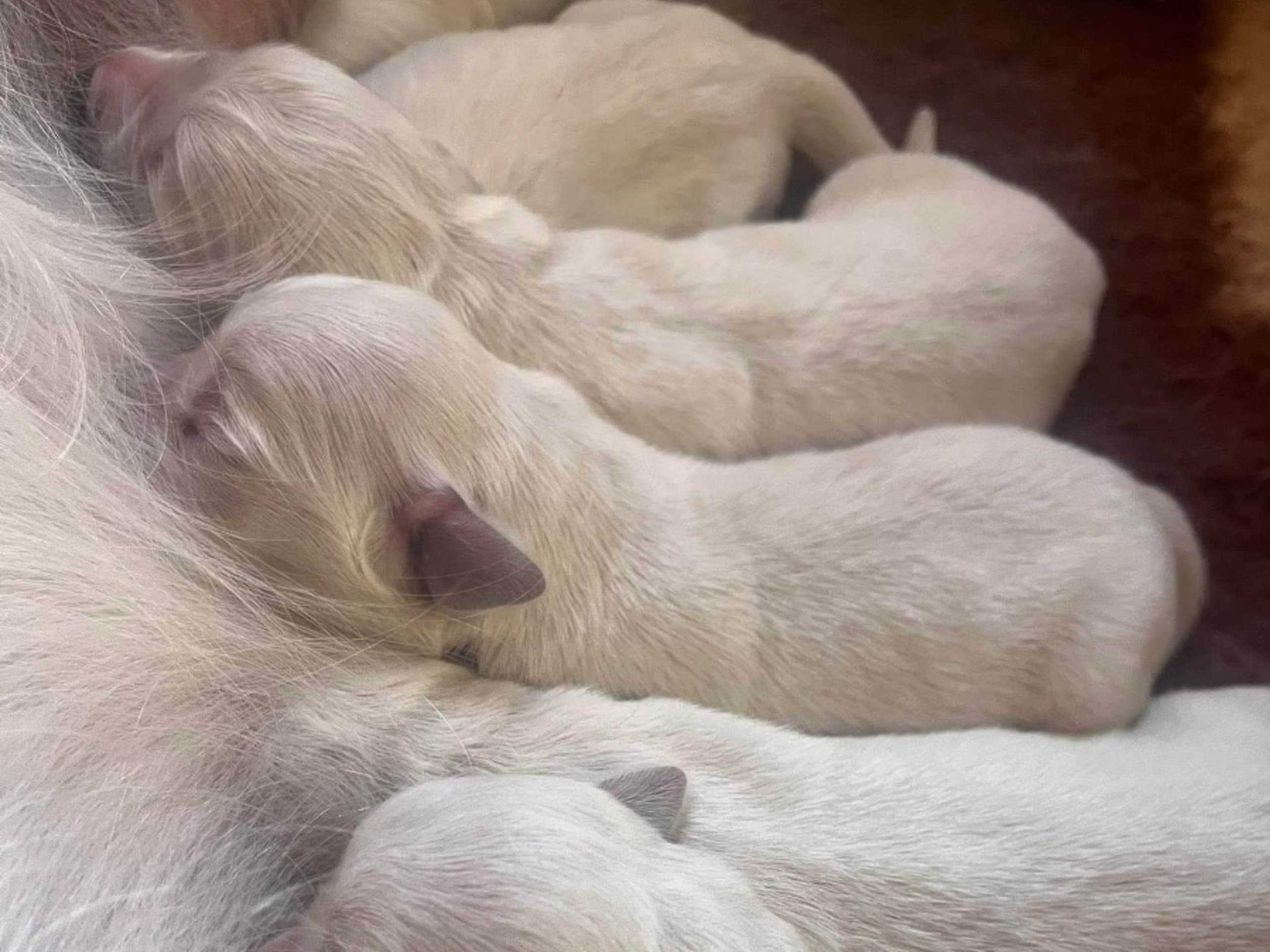 Golden Retriever · Björklinge · Guess