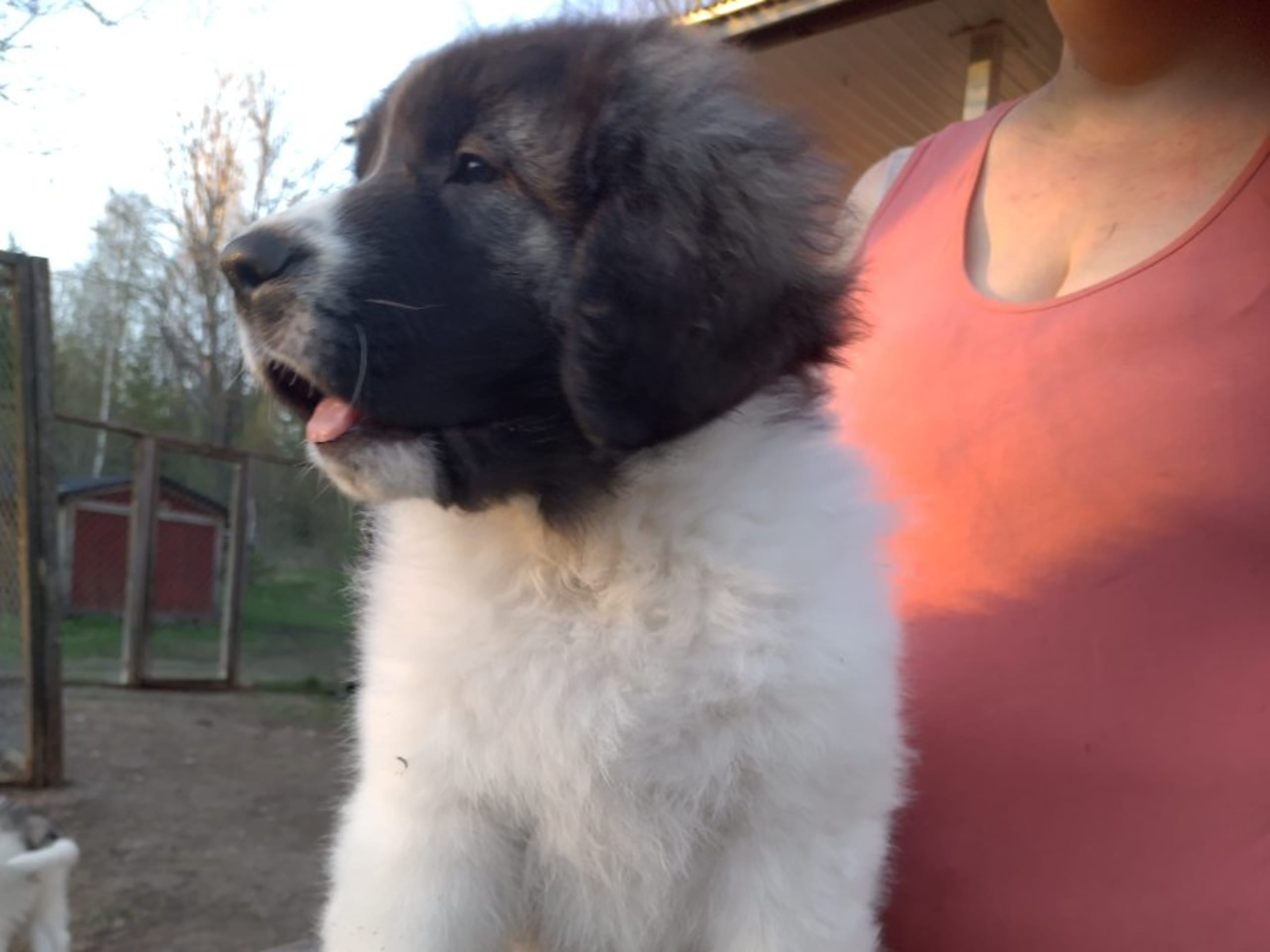 Pyrenean Mastiff · Grängesberg · Dulanilo's