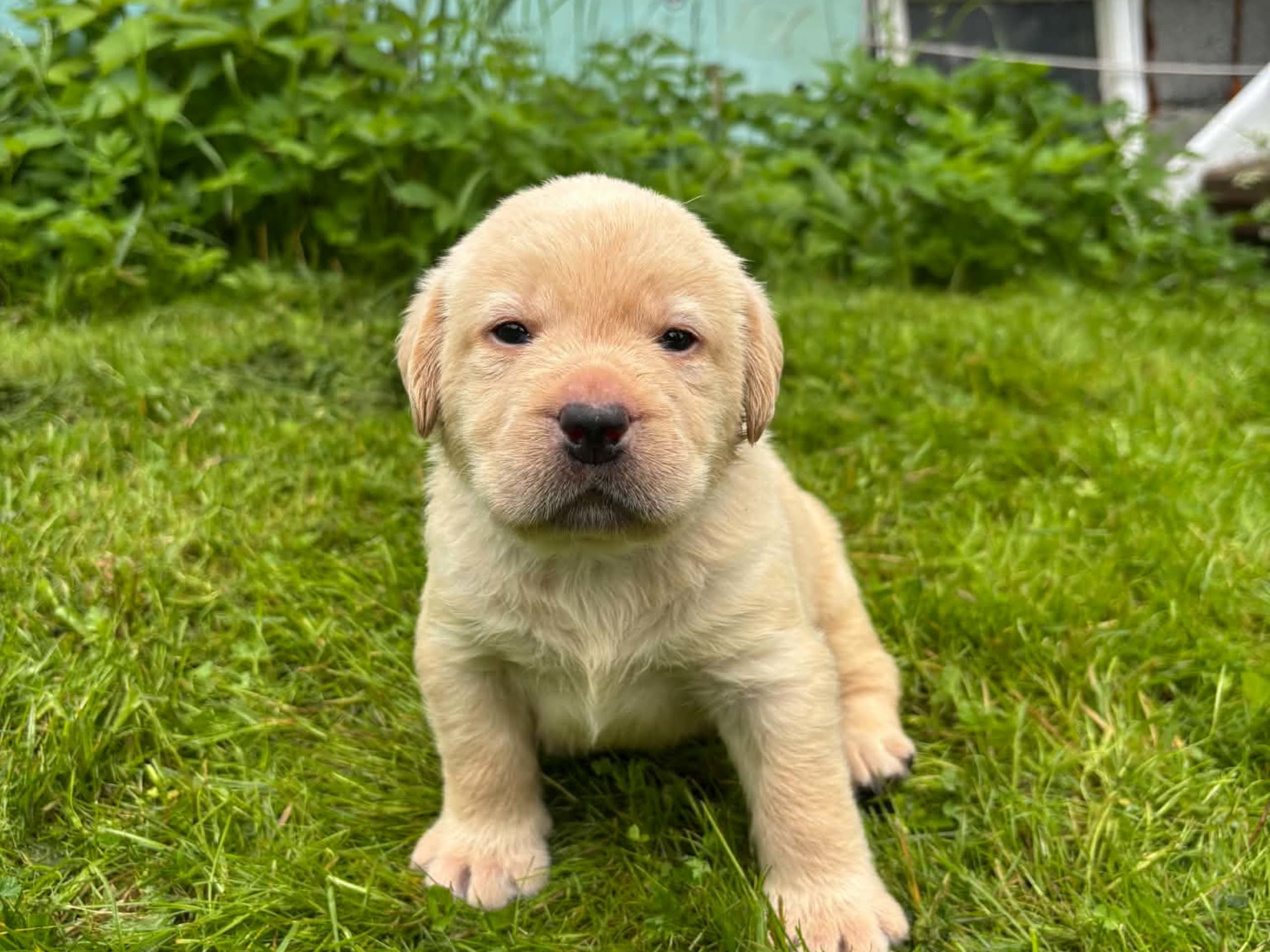 Labrador retriever · Svorkmo · Lyonette
