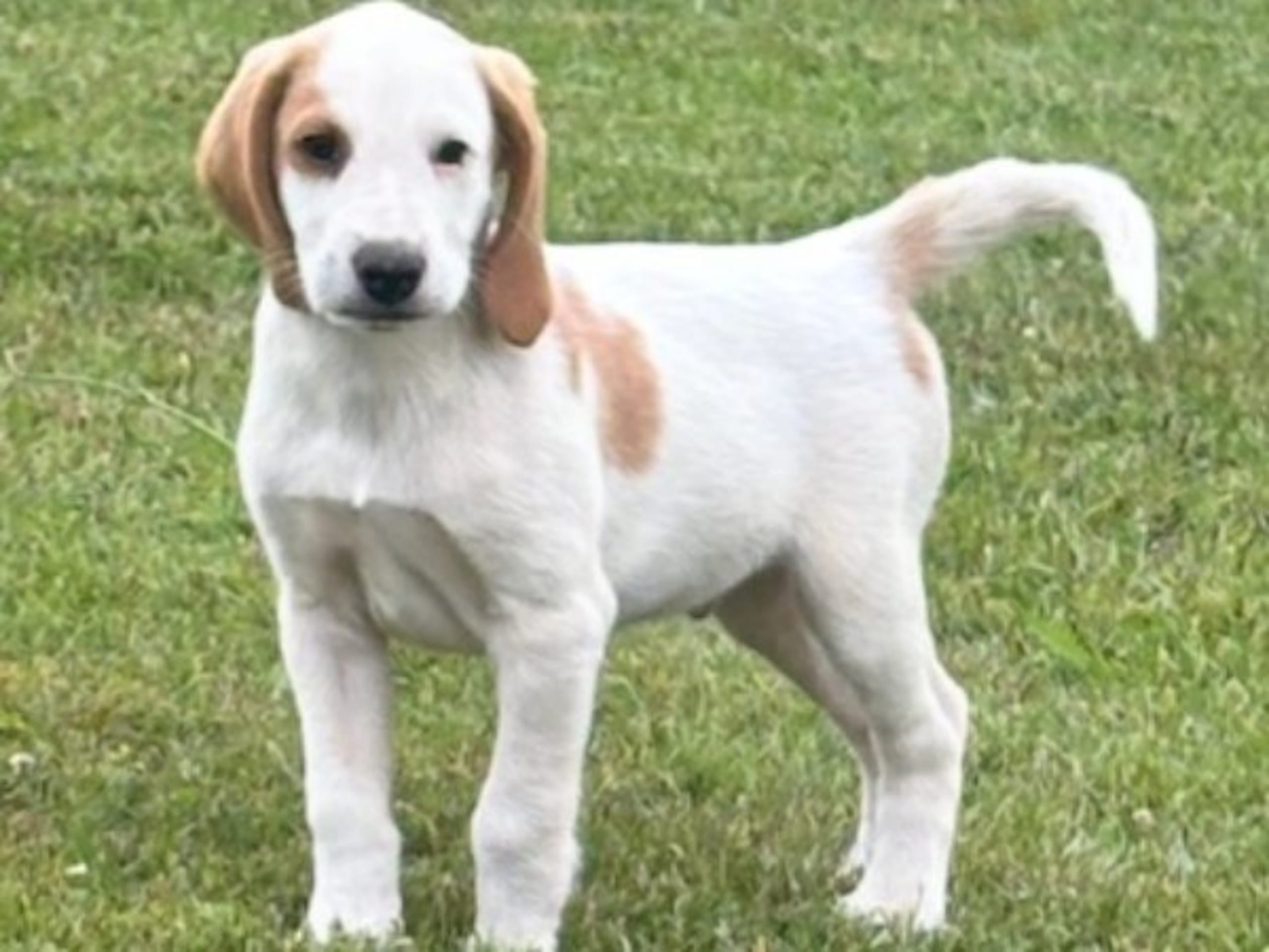 American Foxhound · Boxholm · Boxholmsjägarens