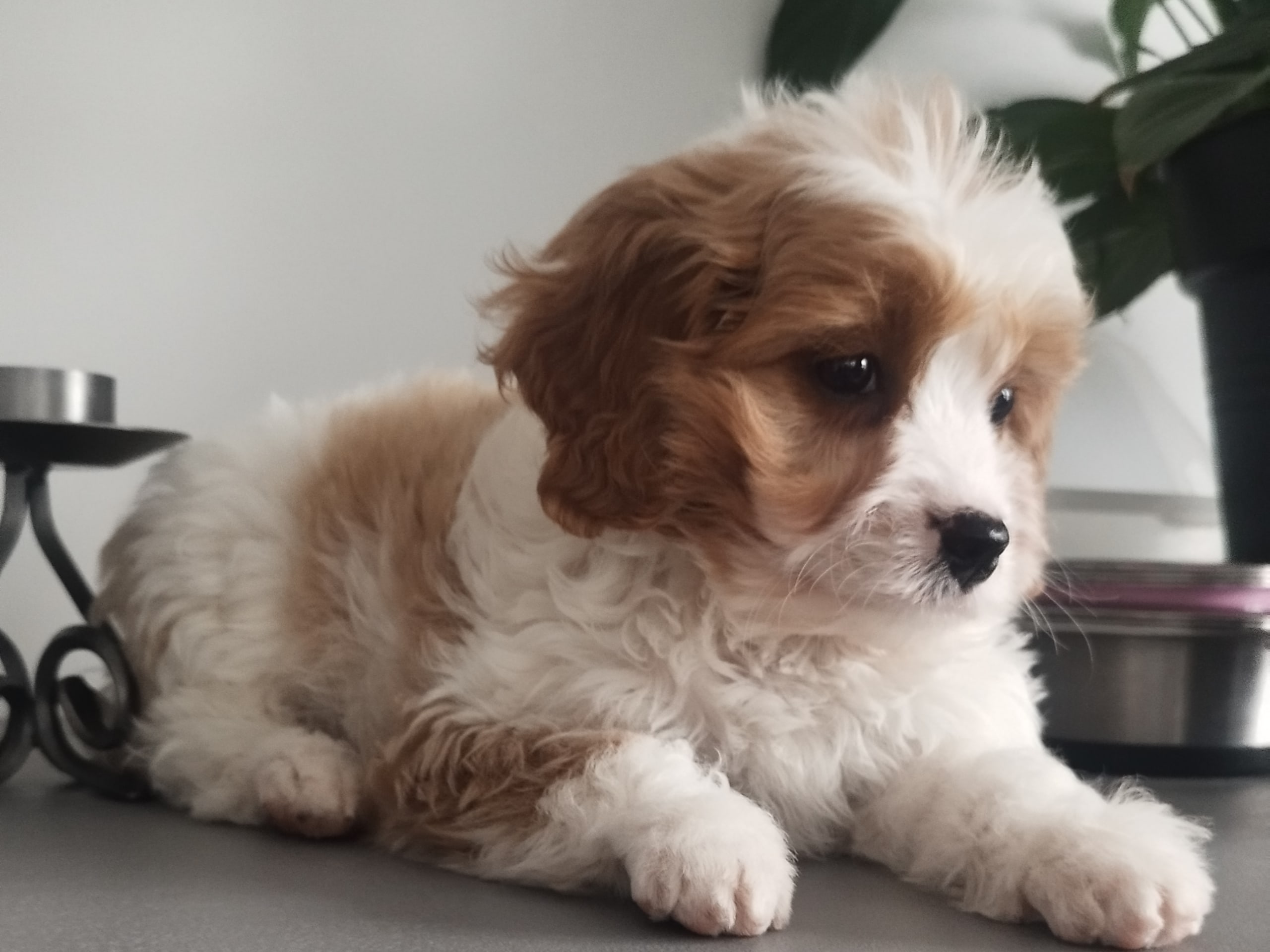 Hjortkvarns Cavapoo