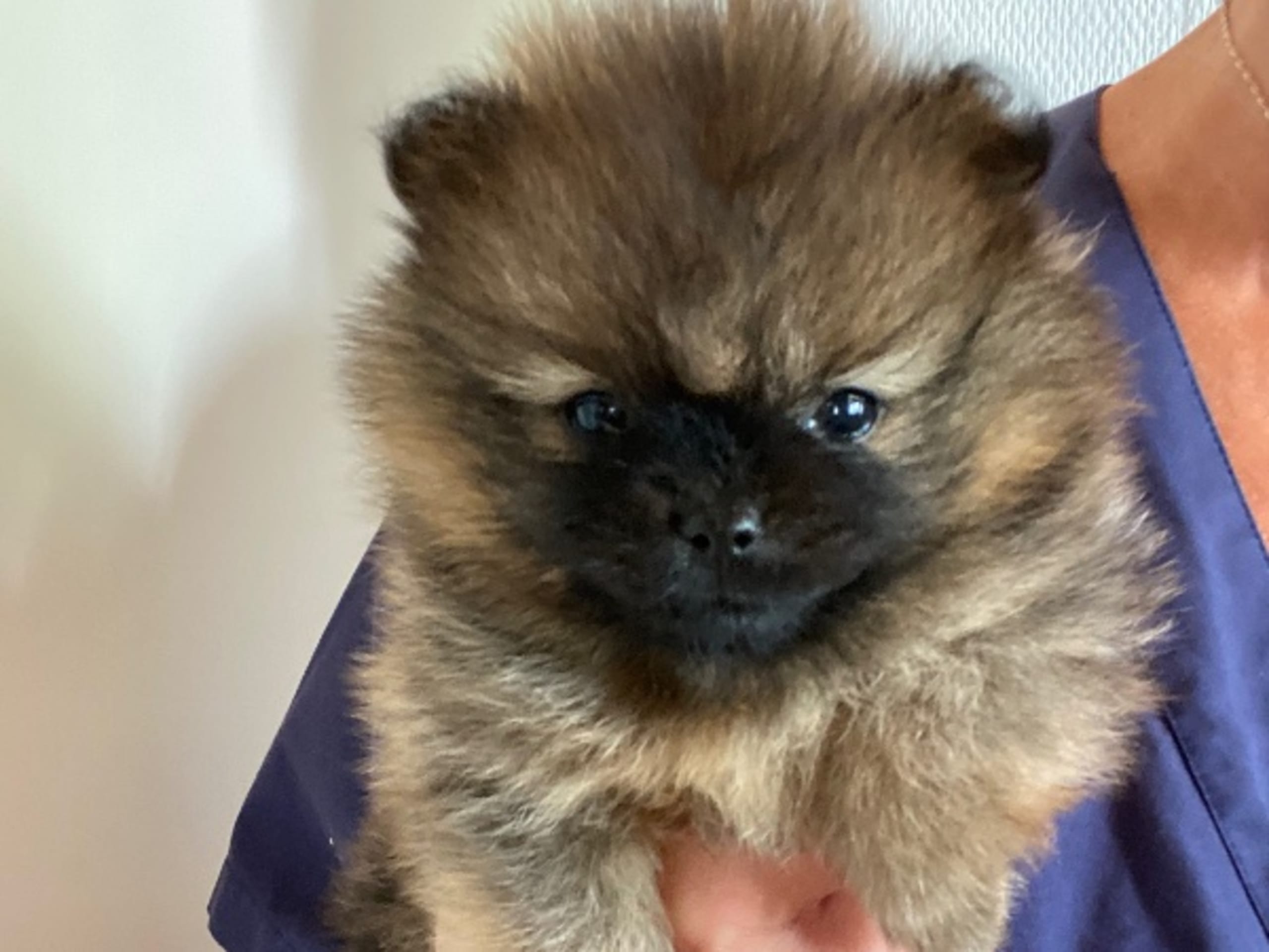 Pomeranian