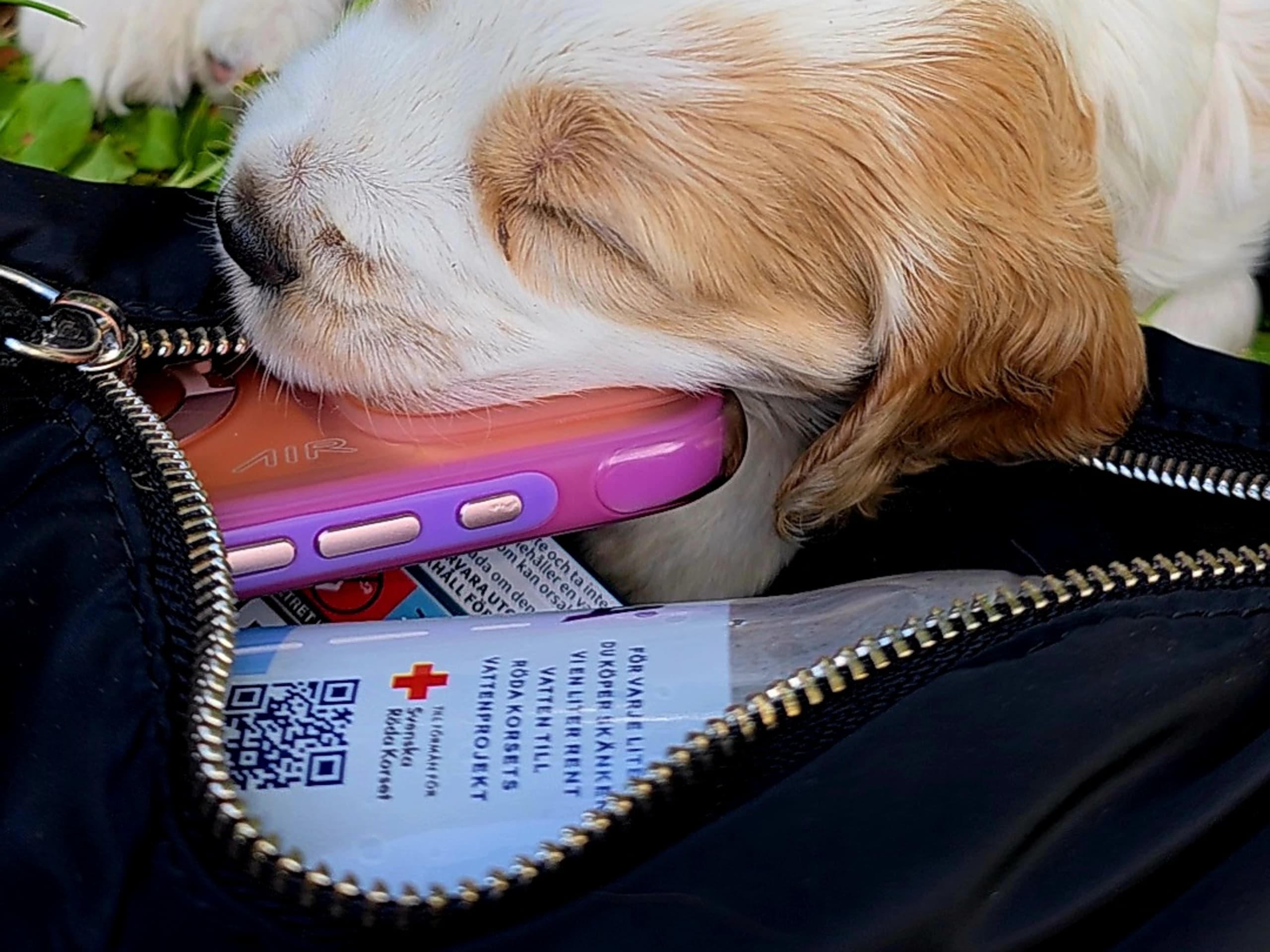 Cocker spaniel · Södertälje · Savanah B.